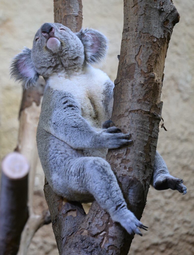 Il declino demografico dei koala iniziò molto prima dell’arrivo umano