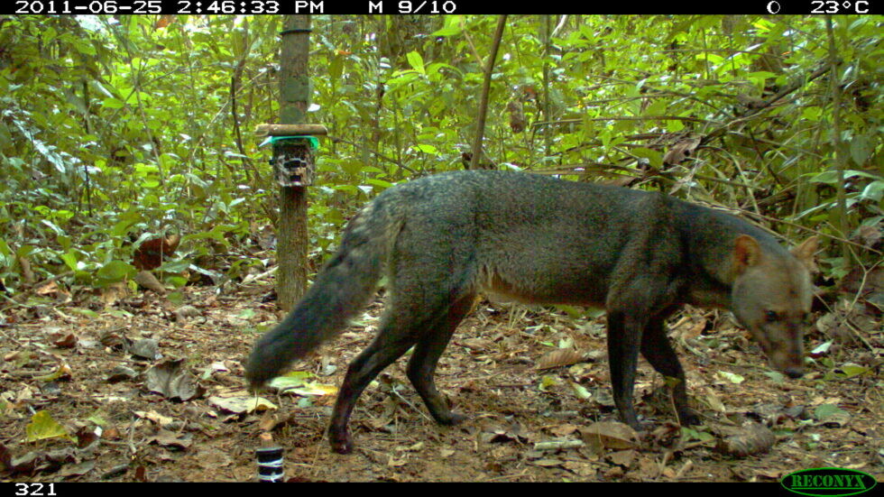 Il 'cane fantasma” dell’Amazzonia non è poi così raro