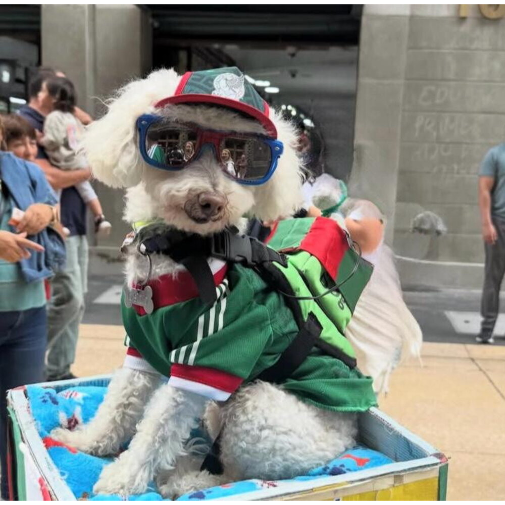 Osito, the dog on a bicycle, becomes a viral star of the World Cup