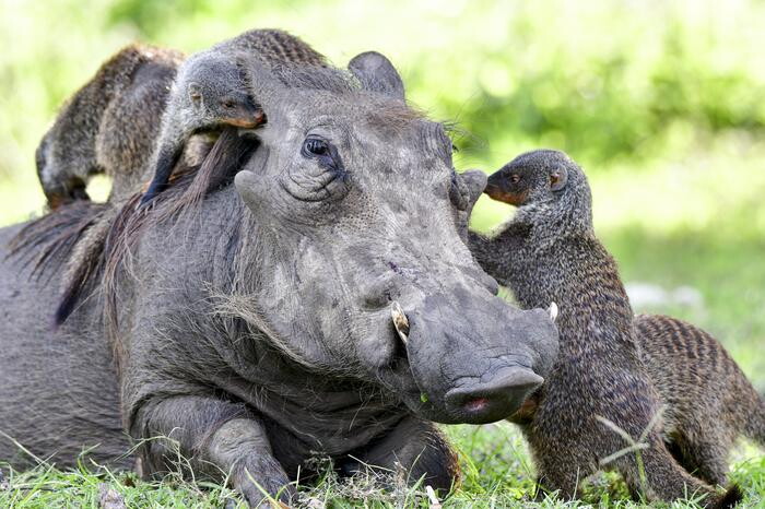 Specie diverse di animali riescono a comunicare tra loro