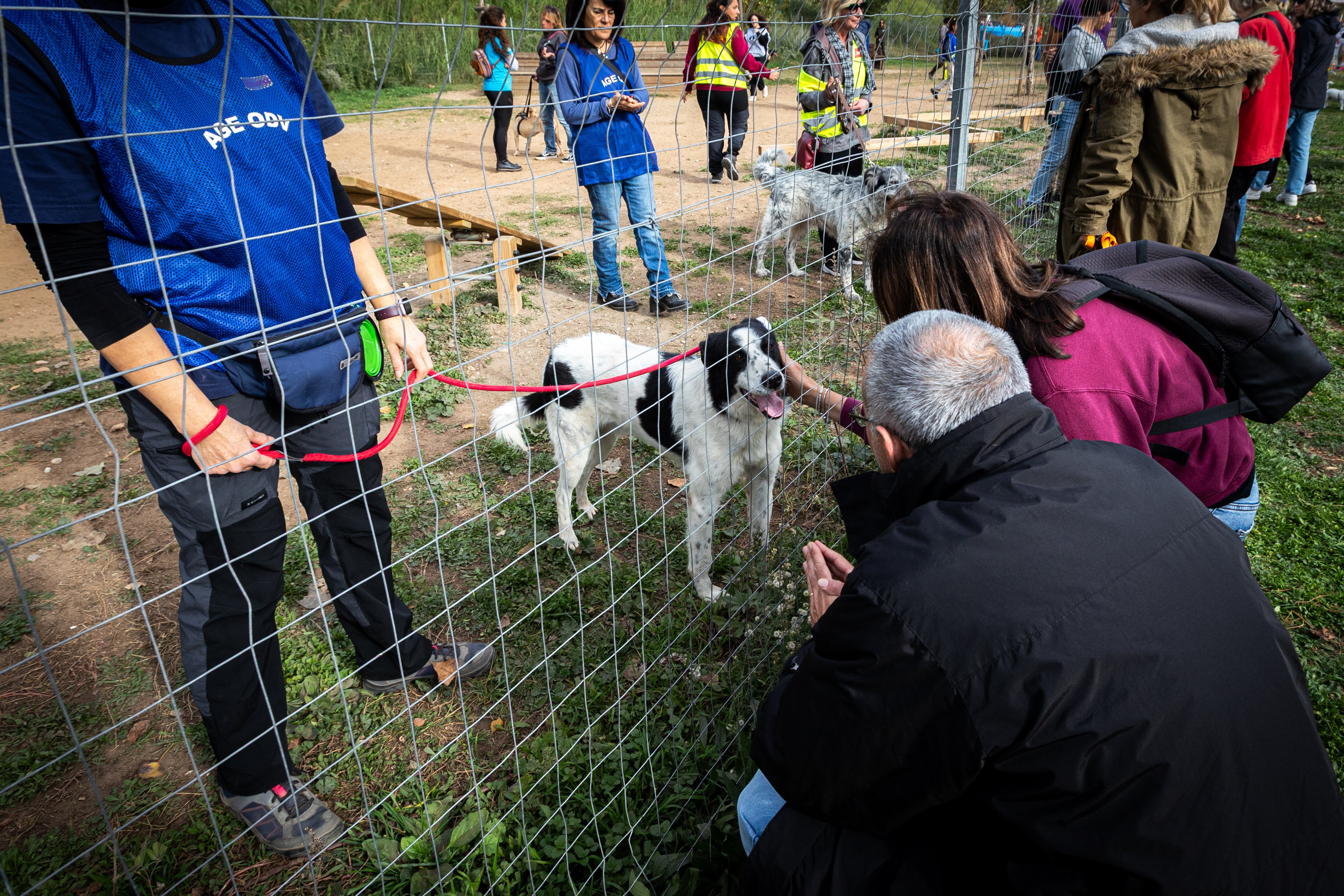 I passi più corti nei cani anziani sono un segnale di demenza