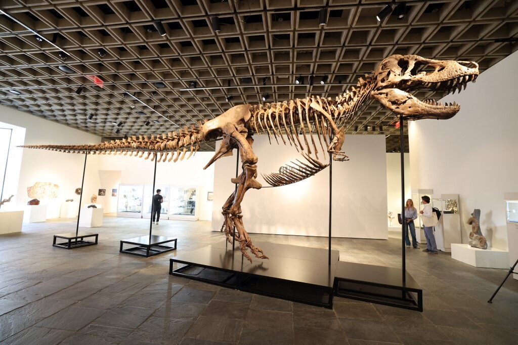 T-Rex venduto all'asta per 50 milioni di dollari, insorgono gli scienziati