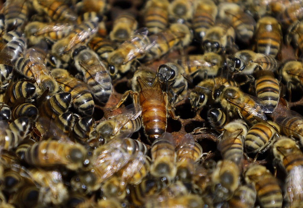 Le api regine scaricano i pesticidi sulle uova