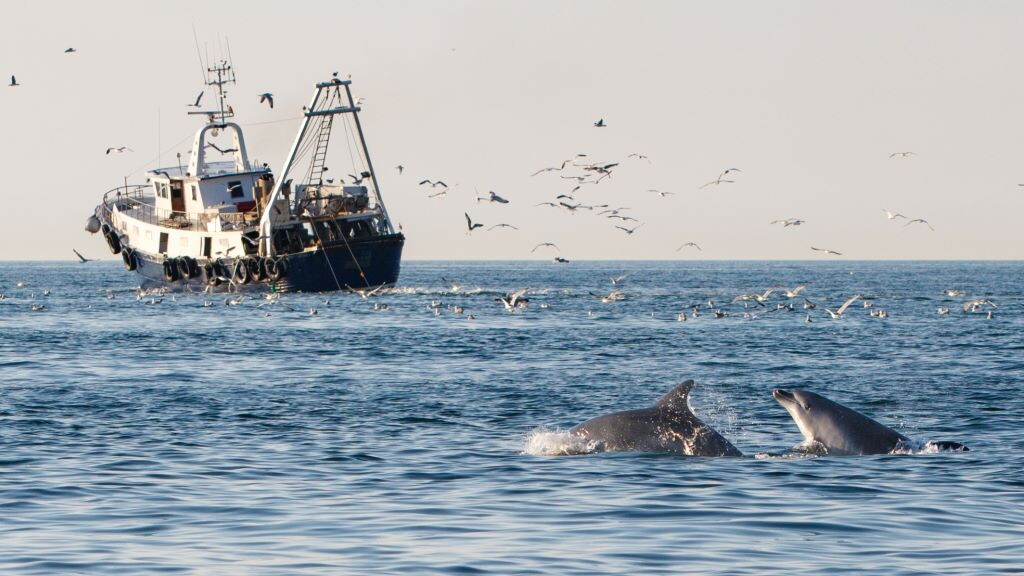 Mare Adriatico: i delfini sono sempre più dipendenti dai pescherecci, colpa della sovrapesca