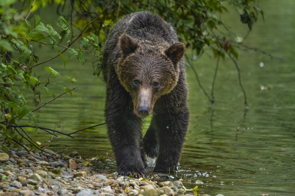 Individuati i “ristoranti d’alta quota” degli orsi grizzly