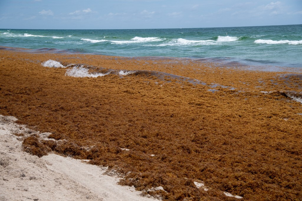 L'IA rivela l'invasione di alghe galleggianti nell'oceano