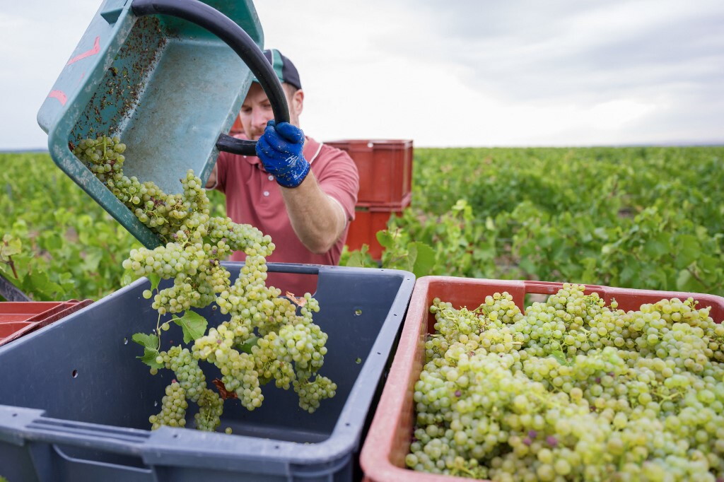 Il caldo record accelera la vendemmia in Champagne