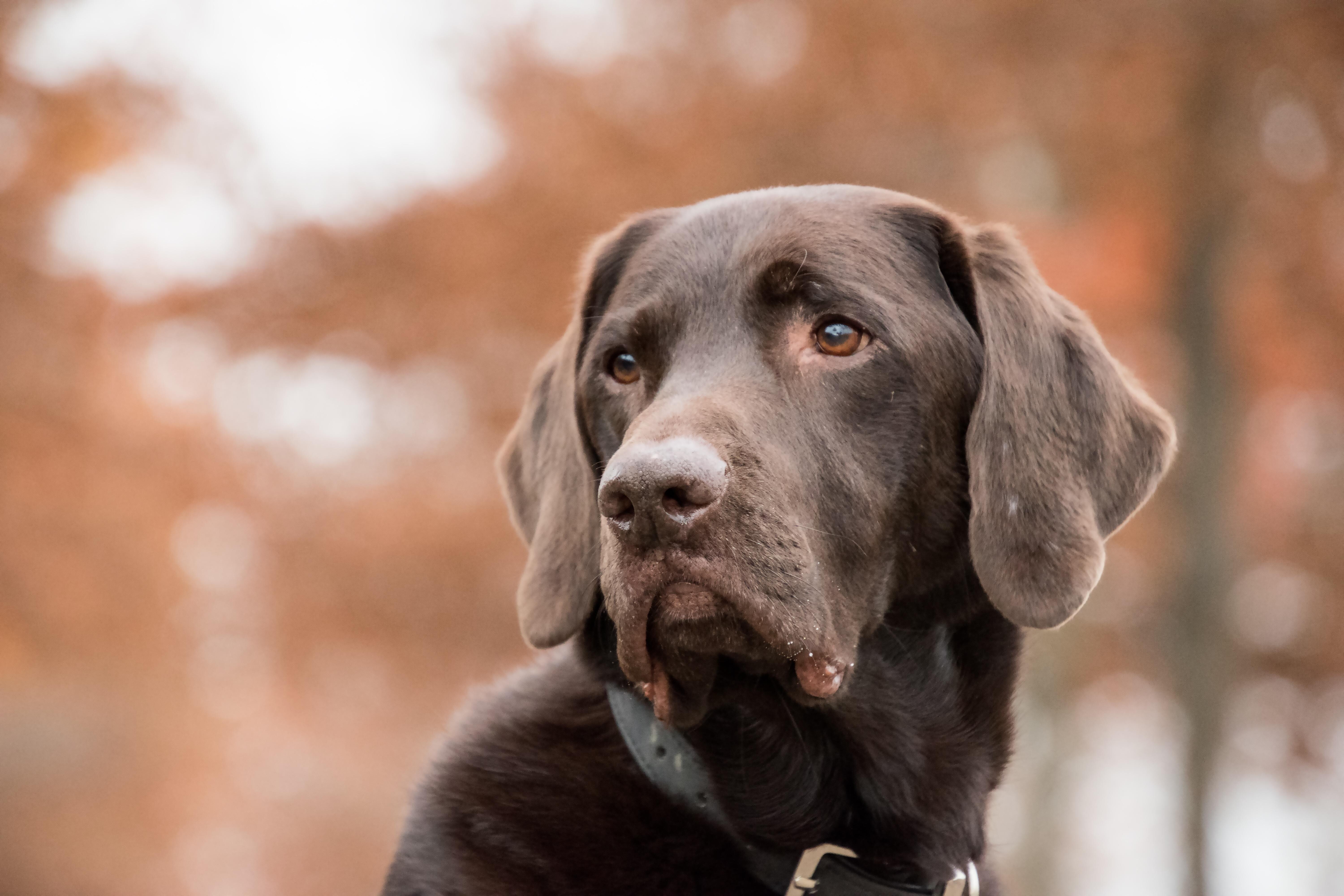 L'abbandono dei cani, l'allarme nella Giornata Mondiale