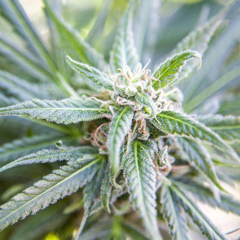 Copertina: Nigeria, vendeva cannabis ai vicini di casa: arrestata a 101 anni