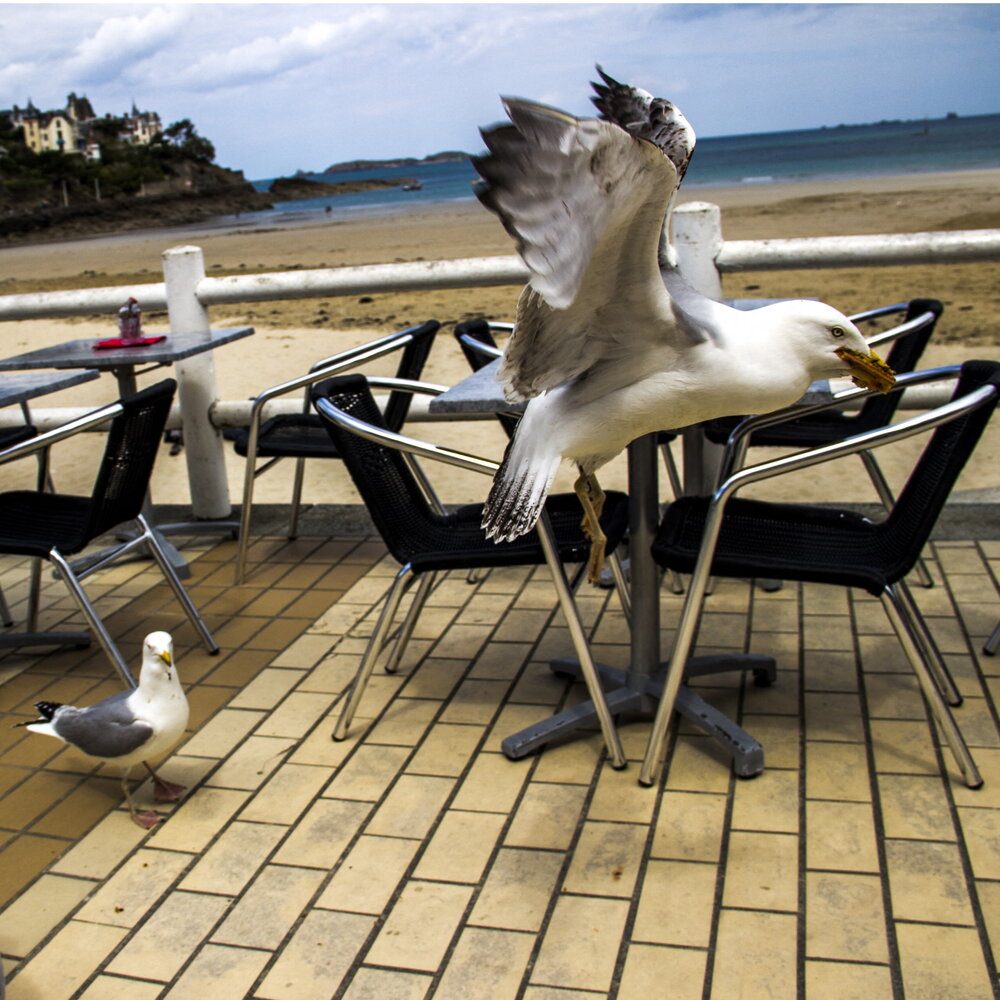 The UK loses £171 million a year ‘because’ of seagulls