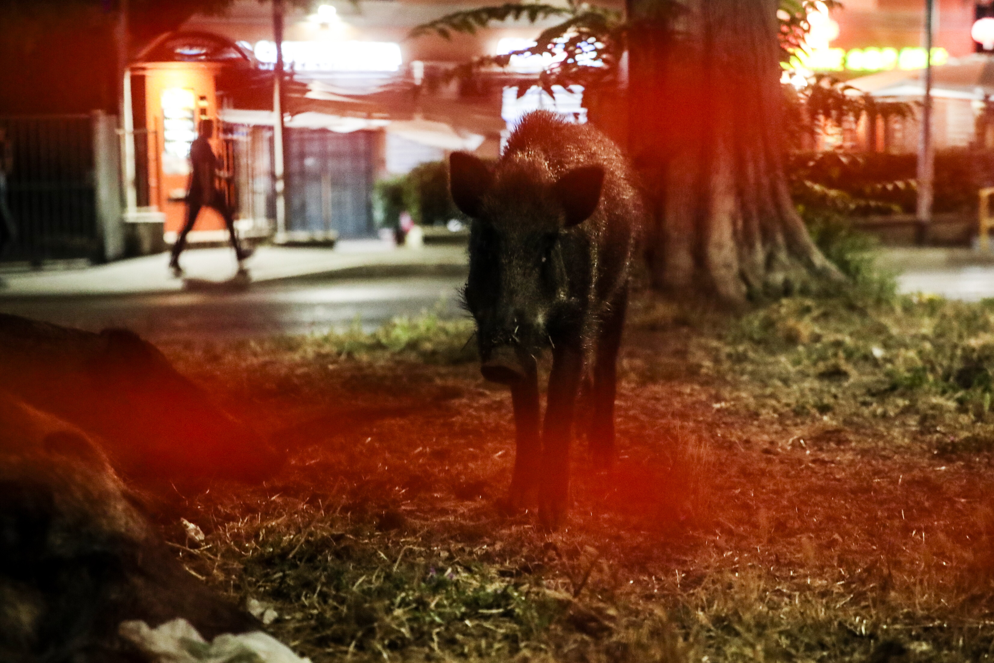 Incidenti stradali, nel 2025 sono stati coinvolti 205 animali