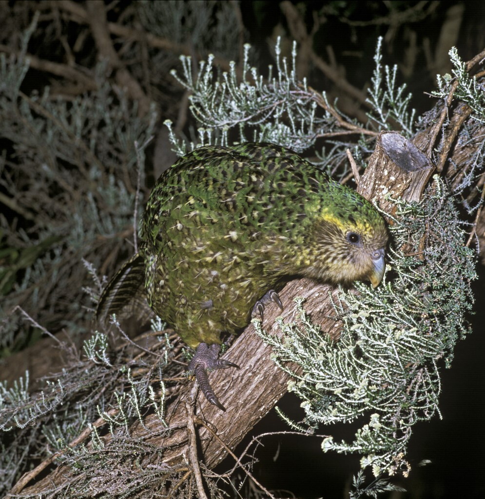Un kakapo si muove in un ambiente naturale, con alberi e vegetazione, durante la stagione riproduttiva