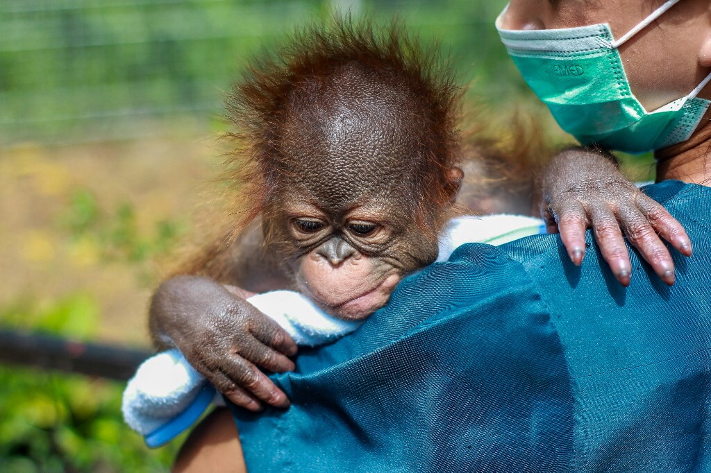 Cinque cuccioli di orango trovati in una foresta in India, autorità indagano su traffico internazionale