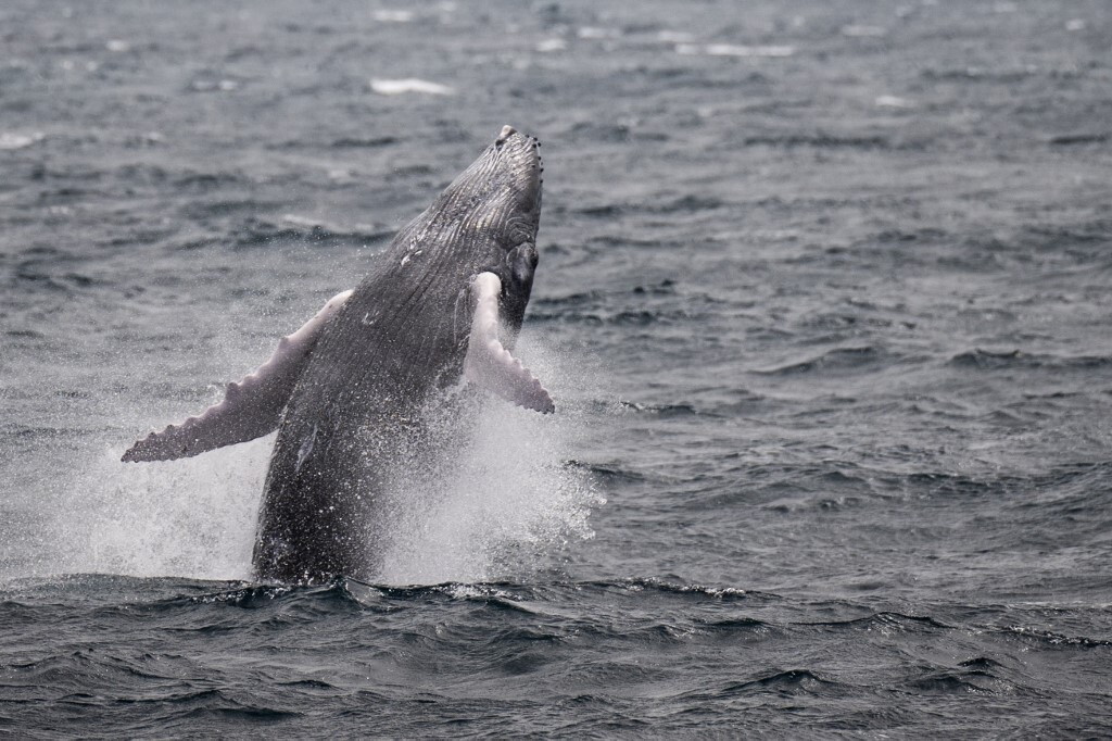 Navi baleniere islandesi in mare, con un animale in acqua, durante la stagione di caccia