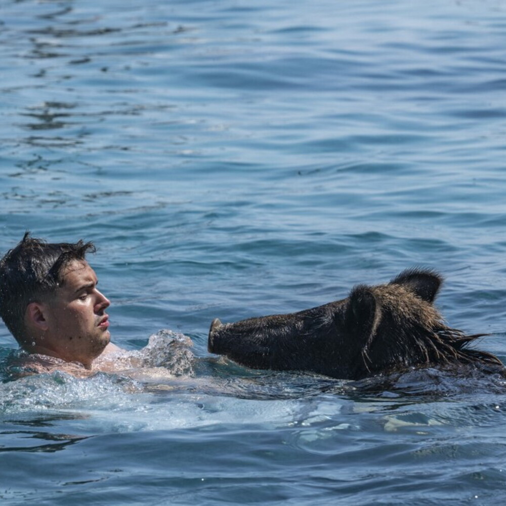 Copertina: In Grecia c'è un'isola dove si nuota tra i maiali neri: la nuova spiaggia virale a poche o...