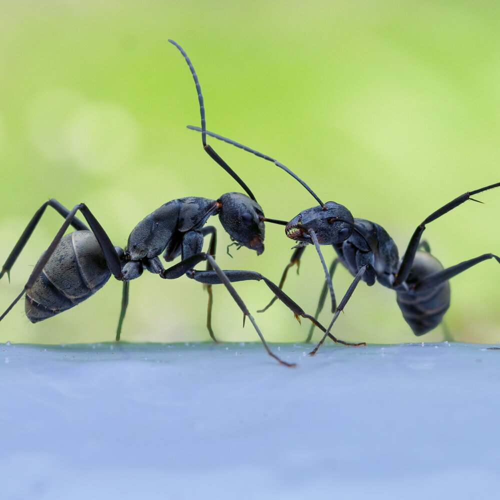 Ants reveal how polluted our cities are