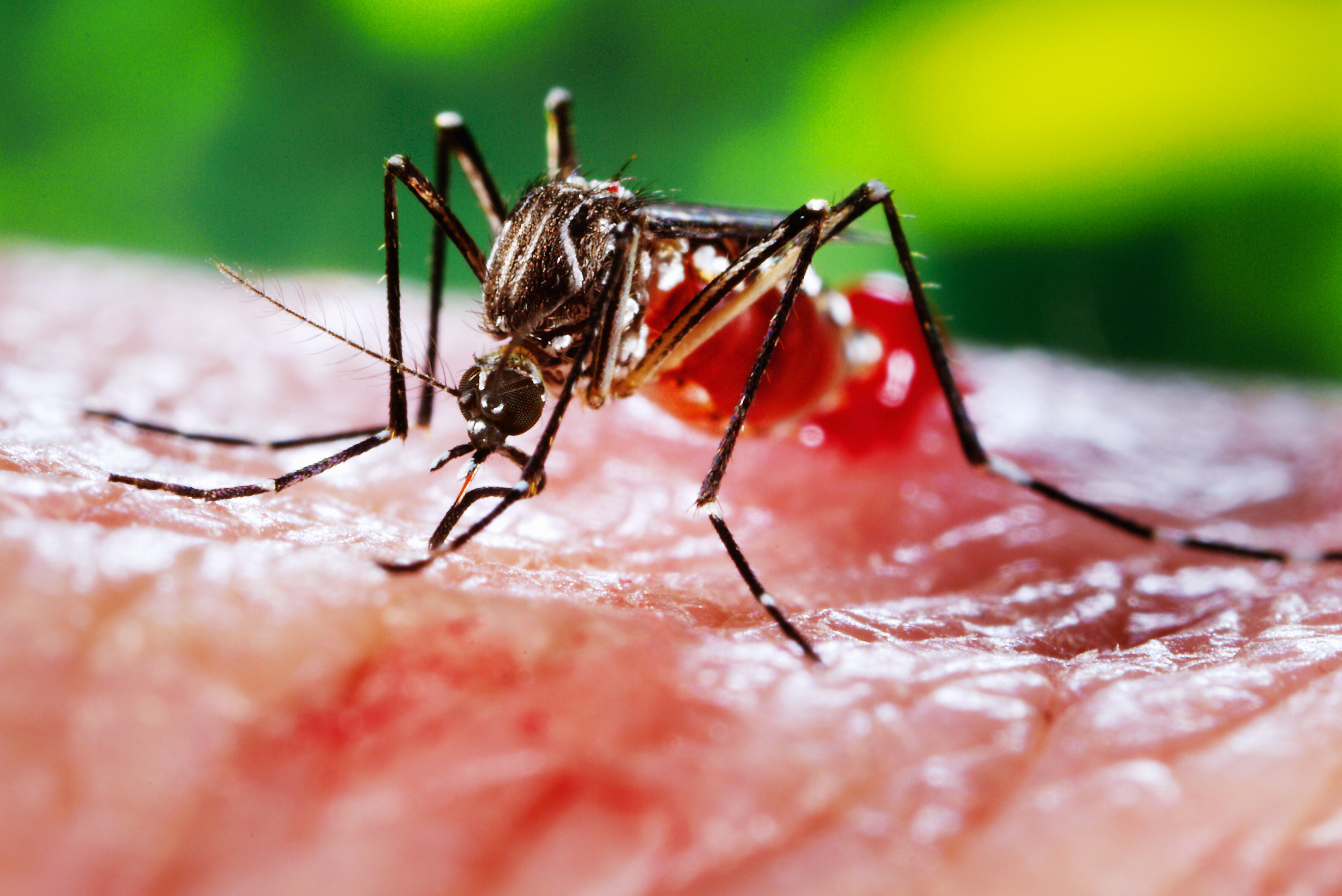 Perché le zanzare sono attratte dal sangue?