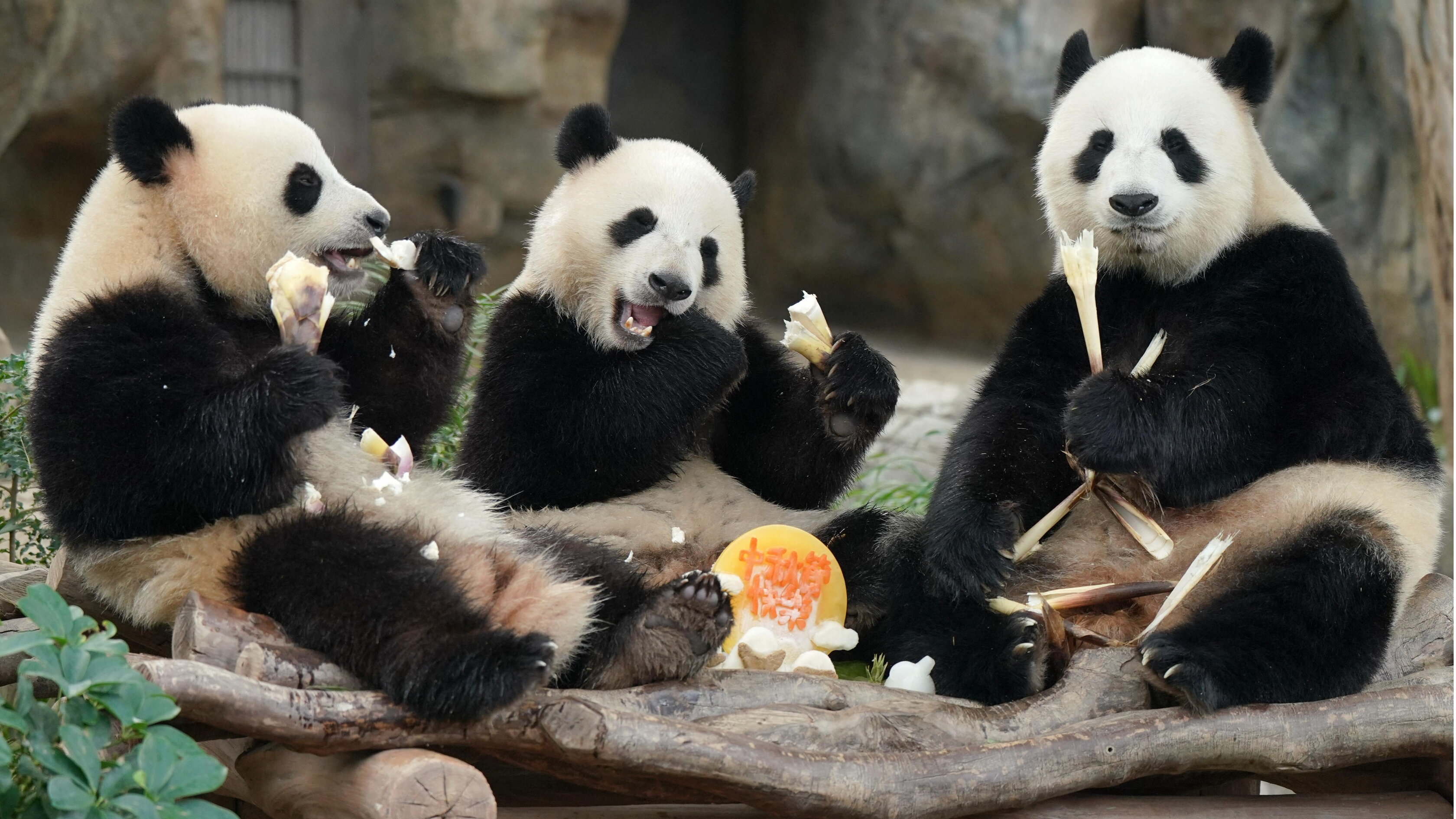 La promessa di Xi: "A breve due panda arriveranno allo zoo di Atlanta"
