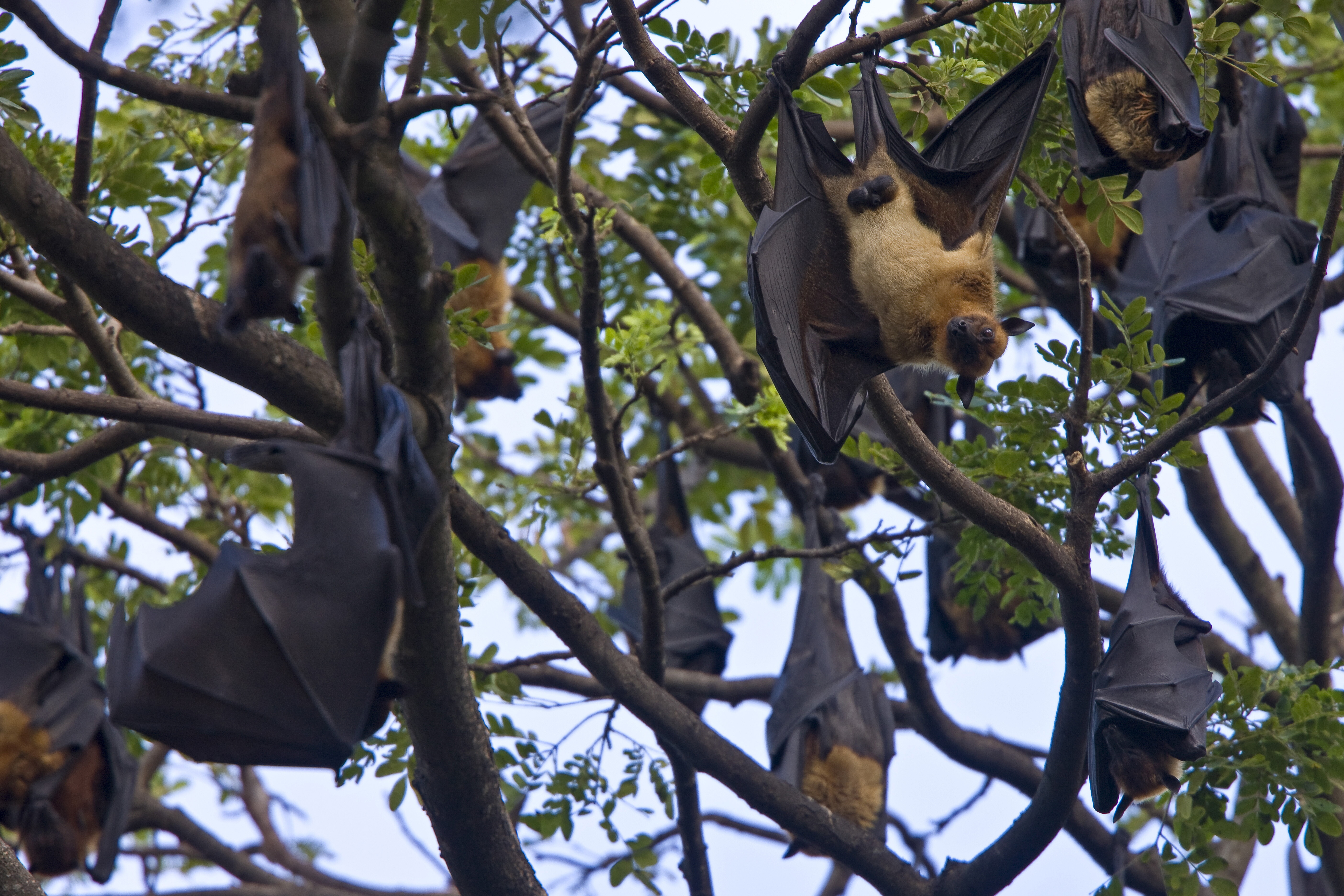 I pipistrelli potrebbero essere nati 65 milioni di anni fa
