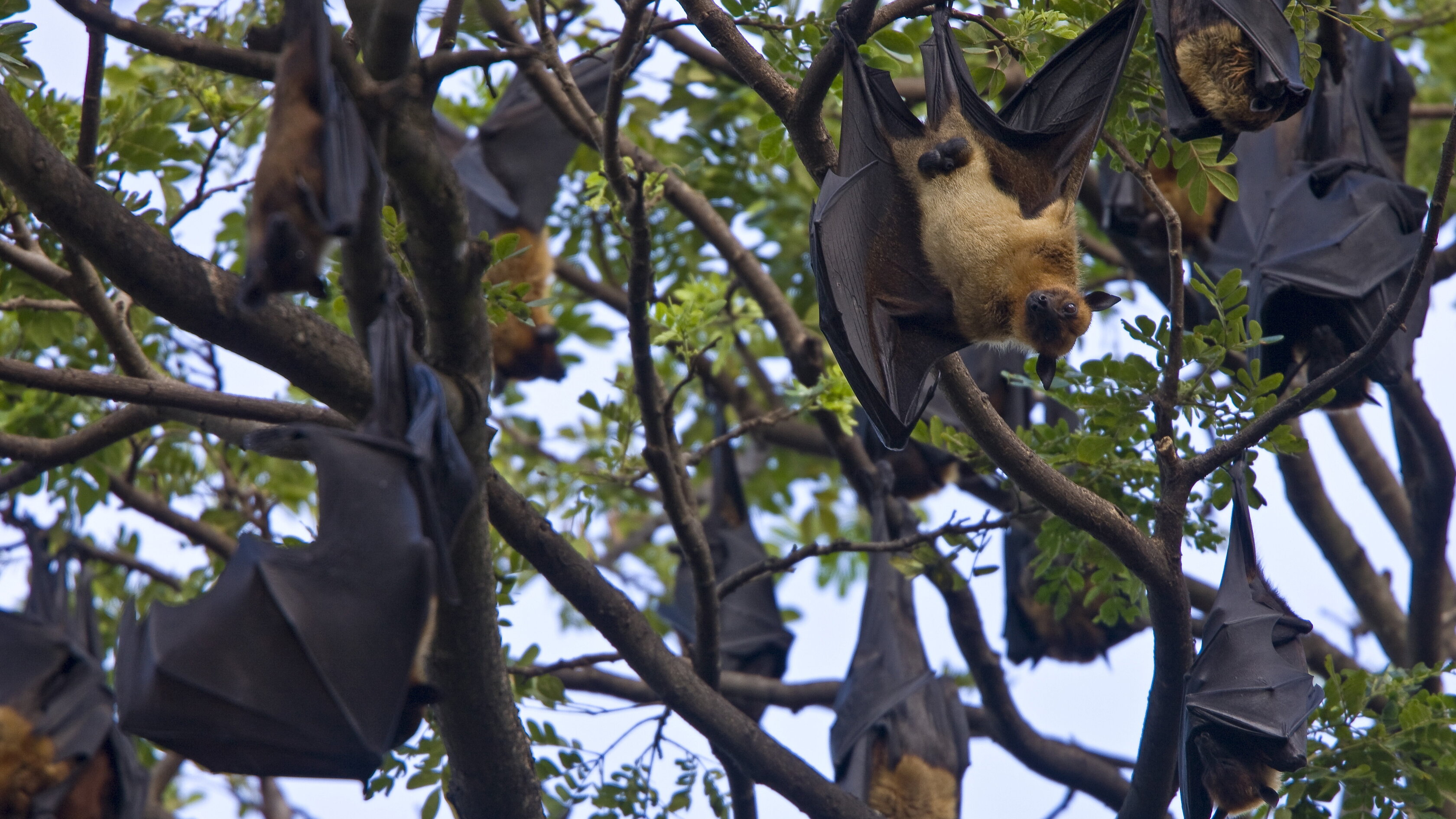 I pipistrelli potrebbero essere nati 65 milioni di anni fa
