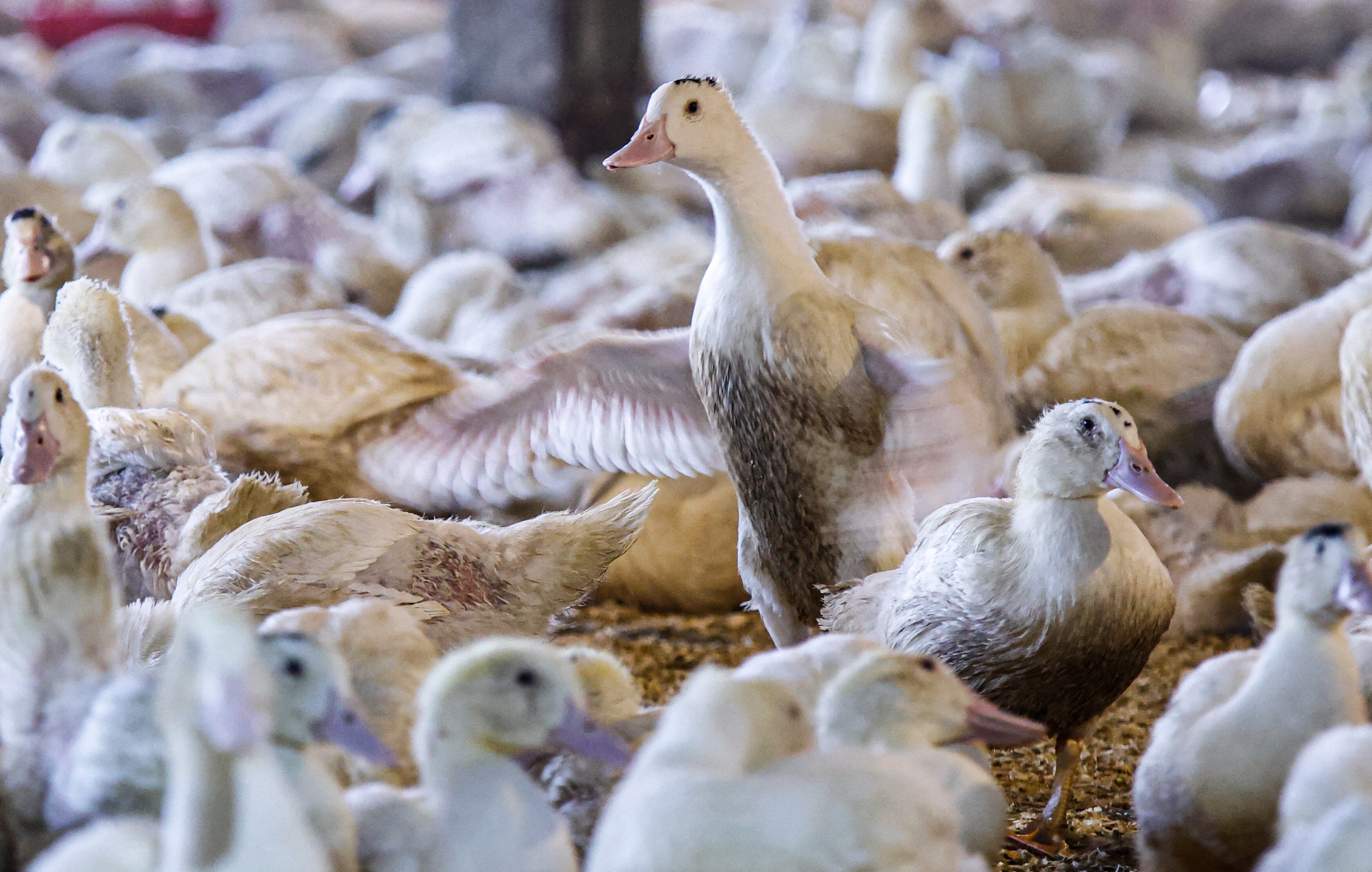 Il foie gras di anatra 'agita' le elezioni di Midterm