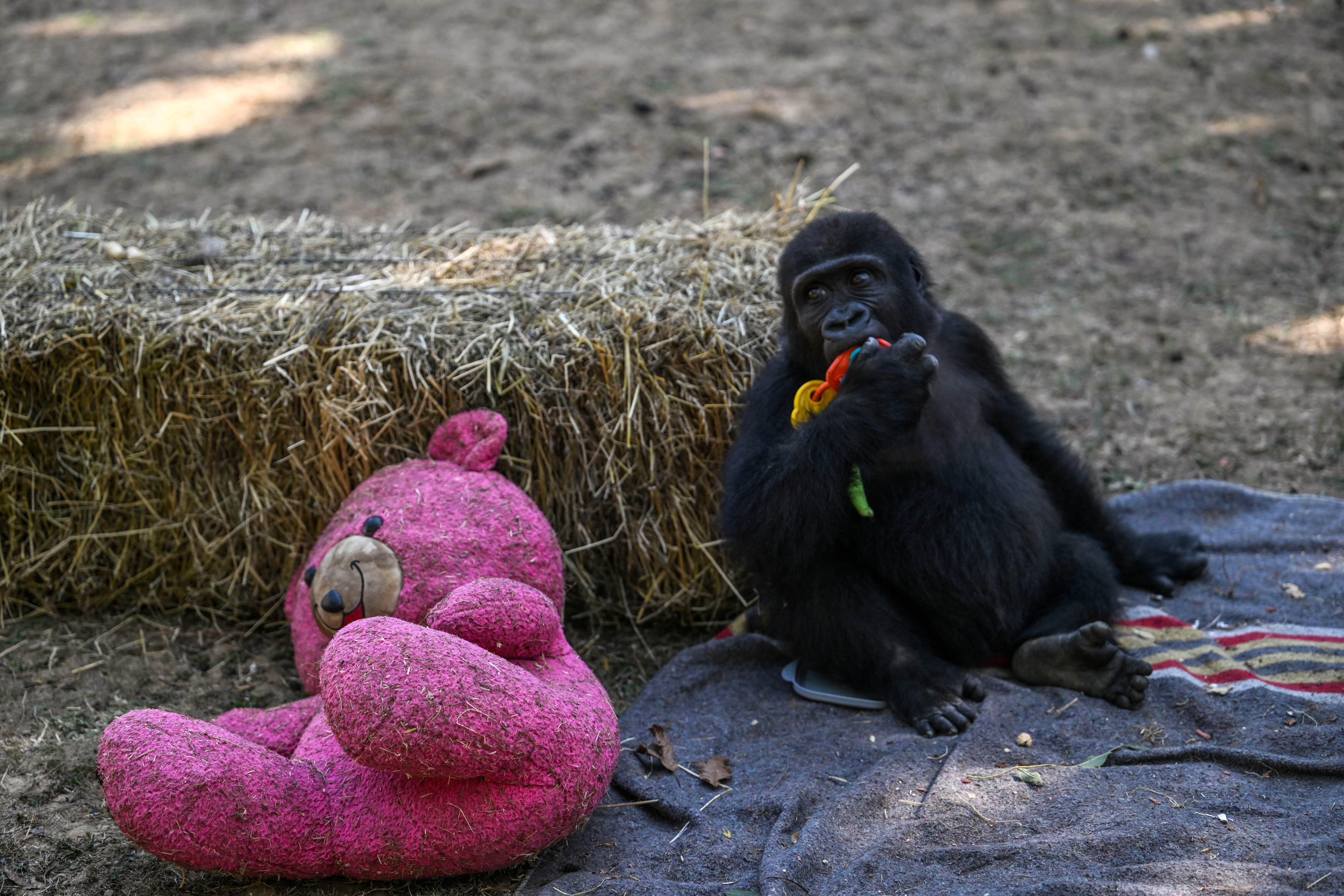 Il gioco? È contagioso nei bambini come nei gorilla