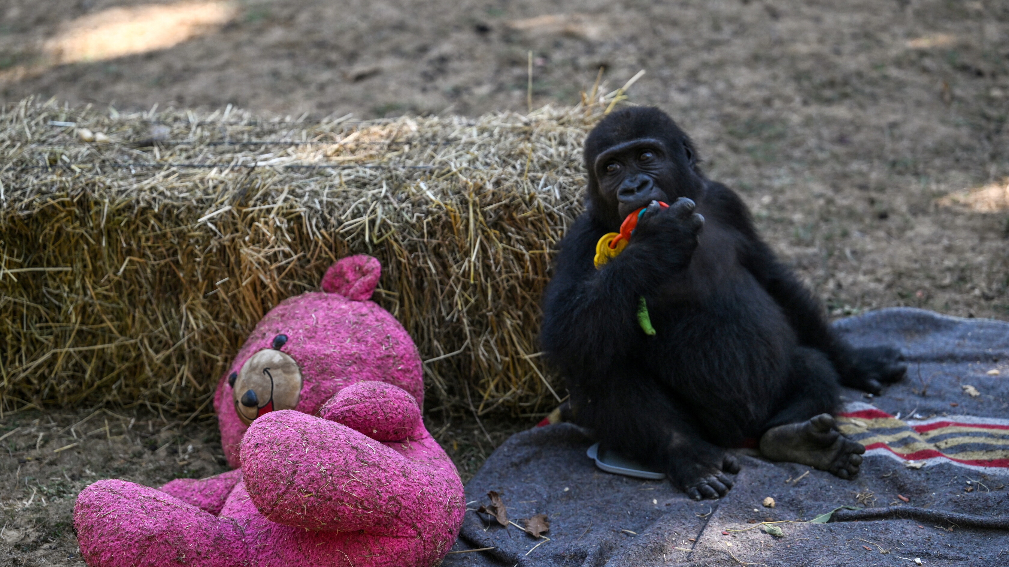 Il gioco? È contagioso nei bambini come nei gorilla