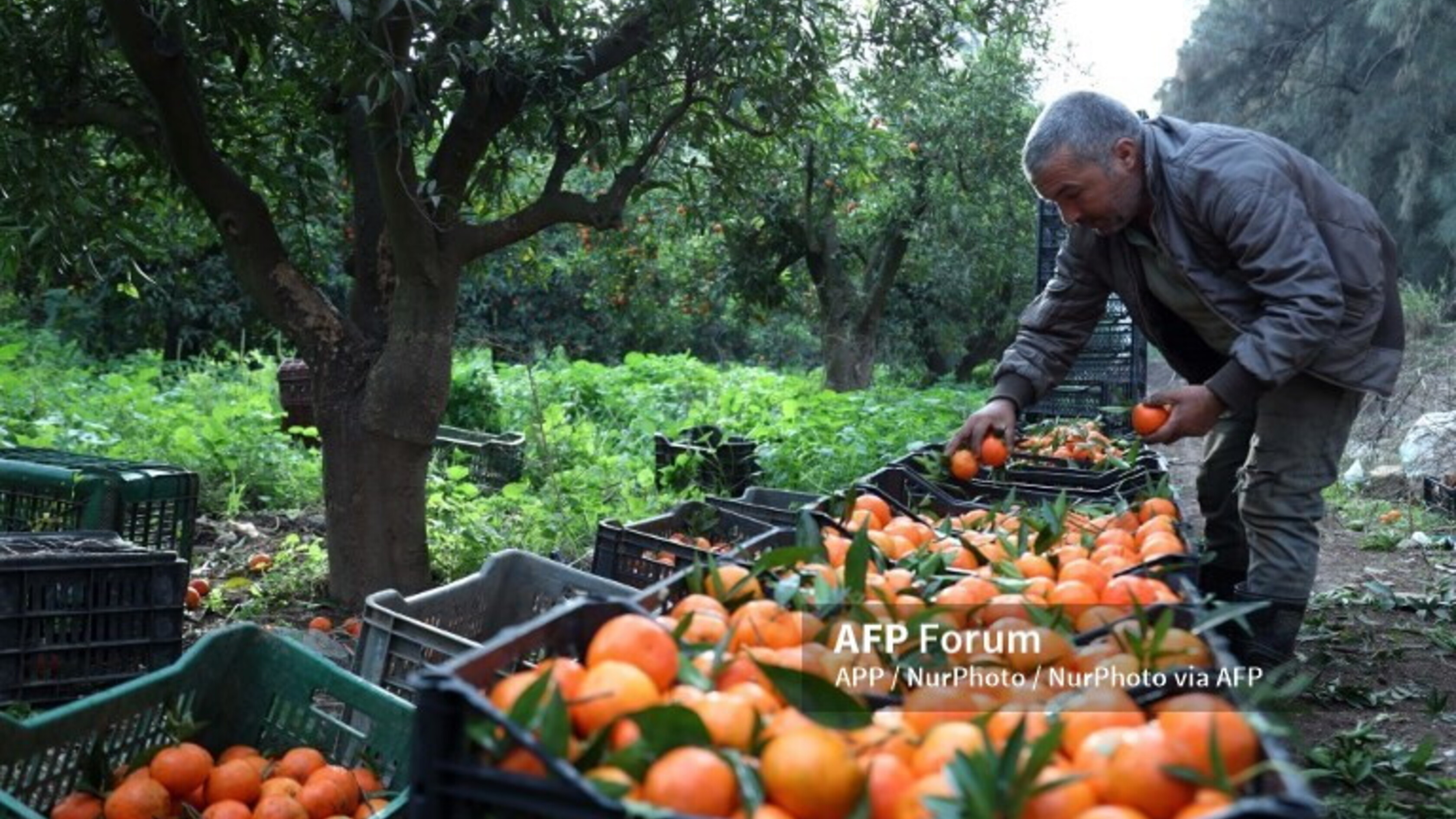 Algérie-Italie: l’agriculture devient un laboratoire de la nouvelle coopération industriel...