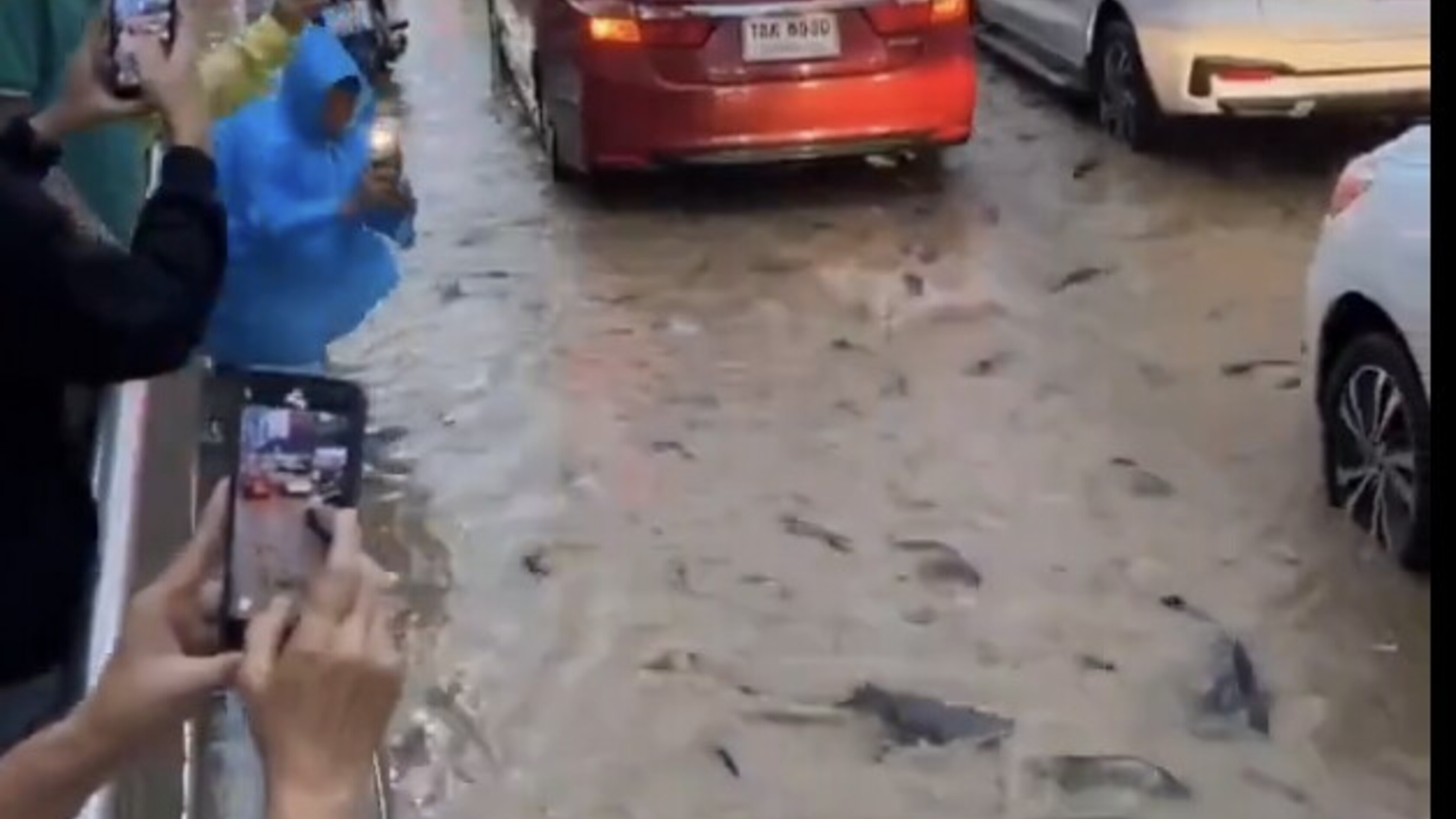 Thailandia travolta dalle inondazioni, a Bangkok i pesci gatto nuotano per le strade
