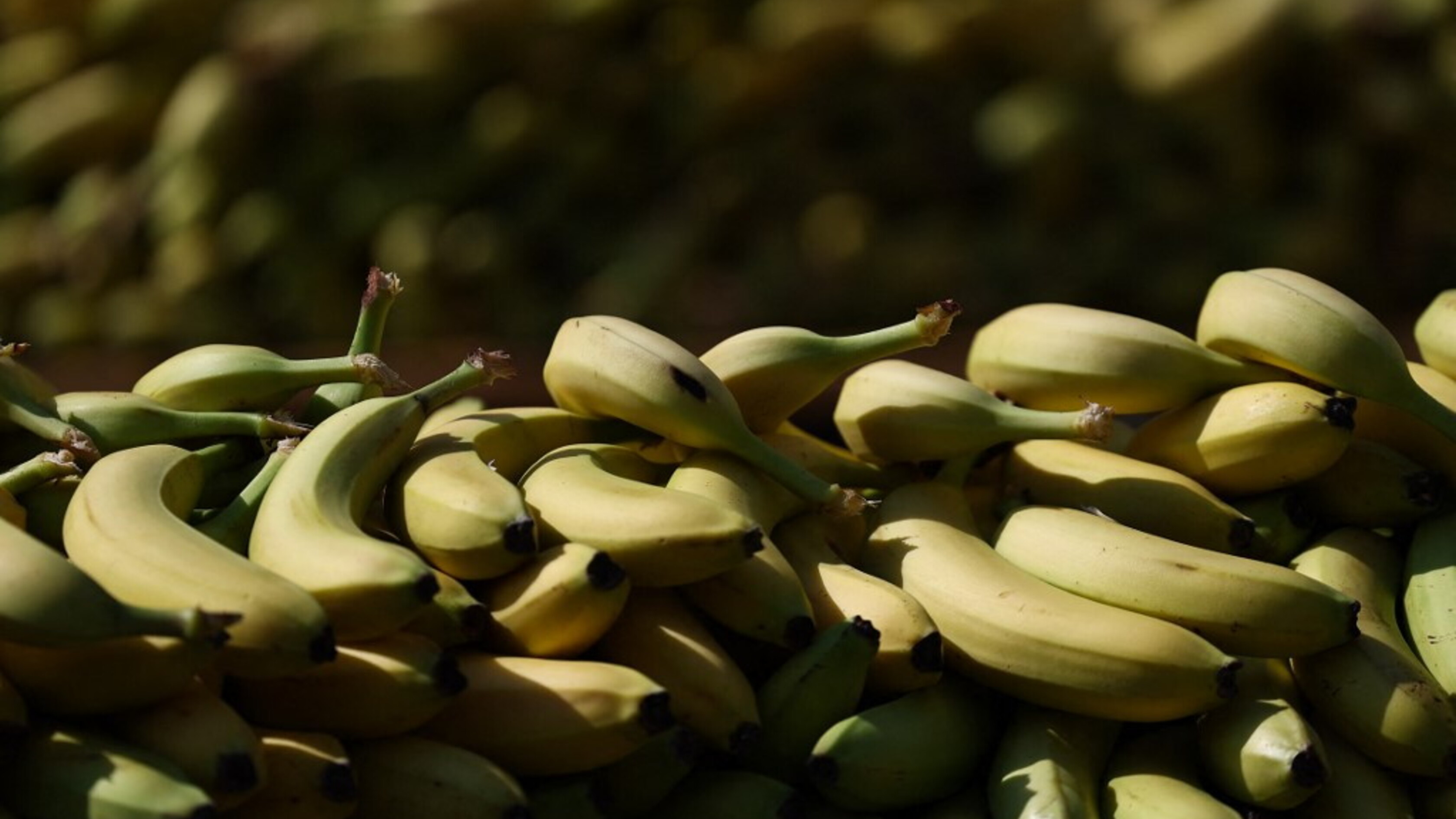 Arrivano le banane che restano gialle più a lungo