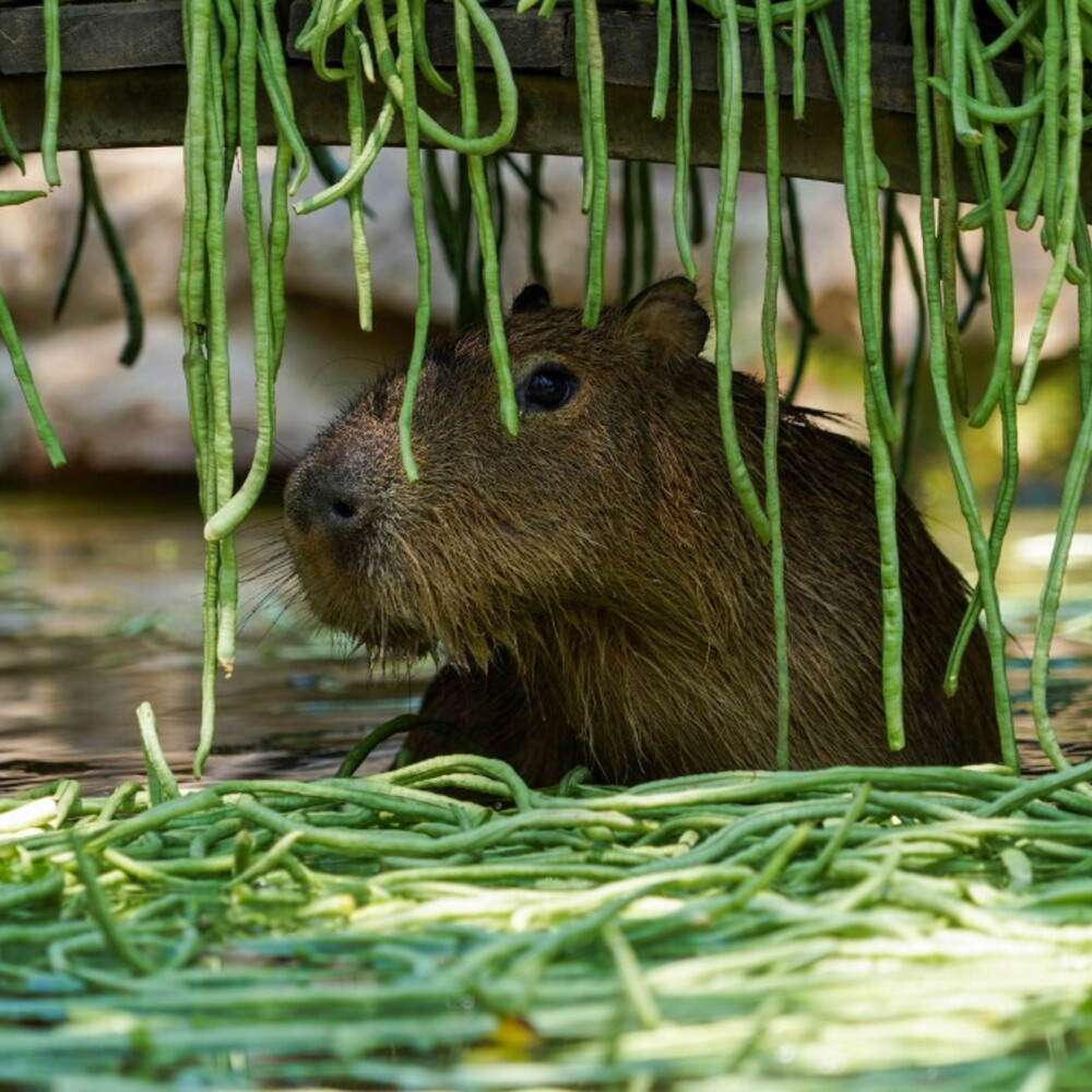 Anteprima: Samba, la capibara evasa dallo zoo che nessuno riesce a catturare