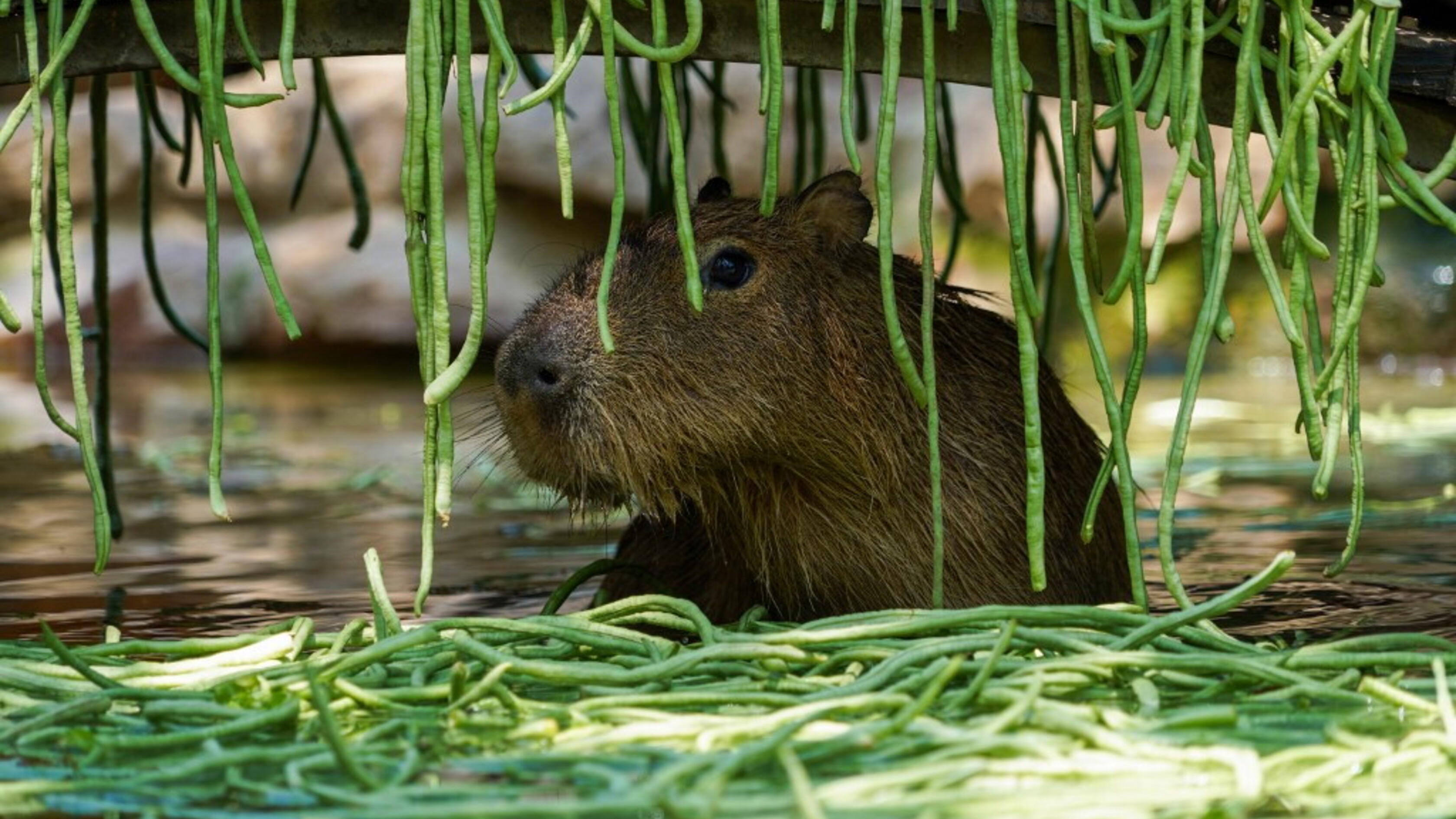 Samba, la capibara evasa dallo zoo che nessuno riesce a catturare