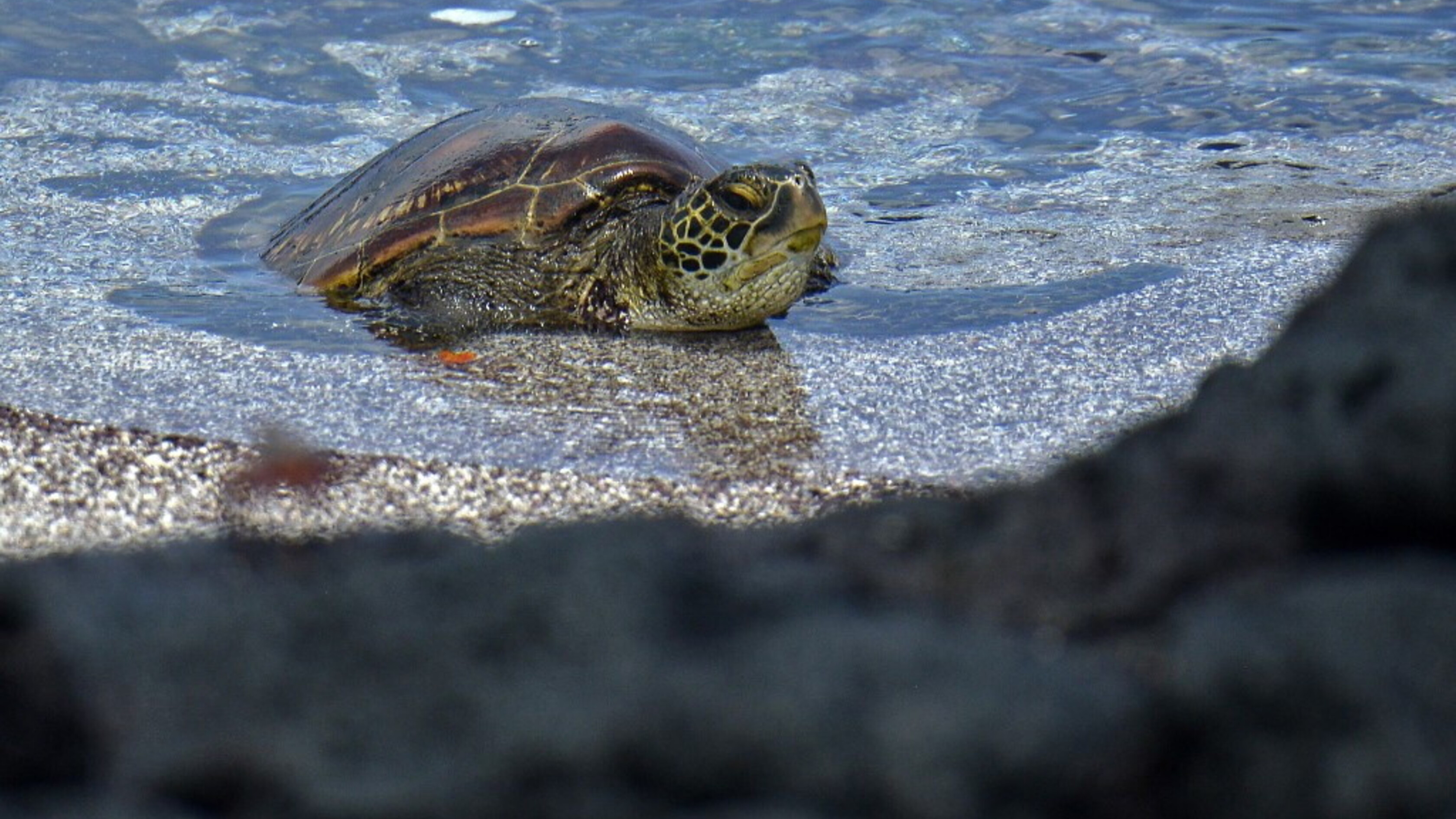 Le tartarughe marine che non vogliono lasciare le Galapagos, neanche per migrare