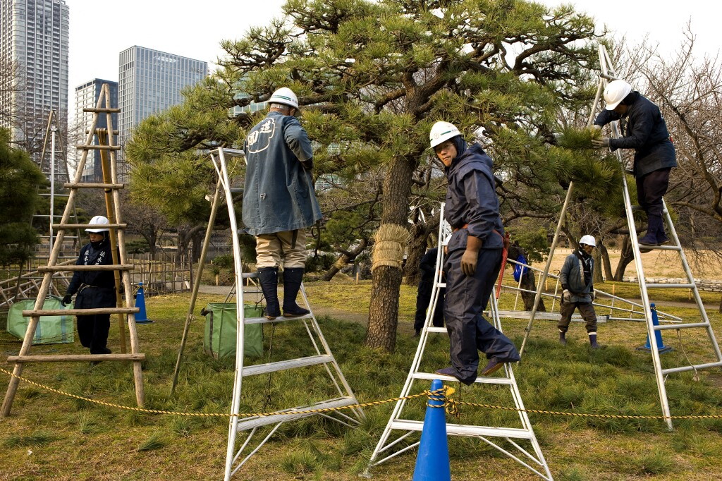 Tokyo soffoca dal caldo ma taglia gli alberi: persa un'area verde pari a tre volte Central Park