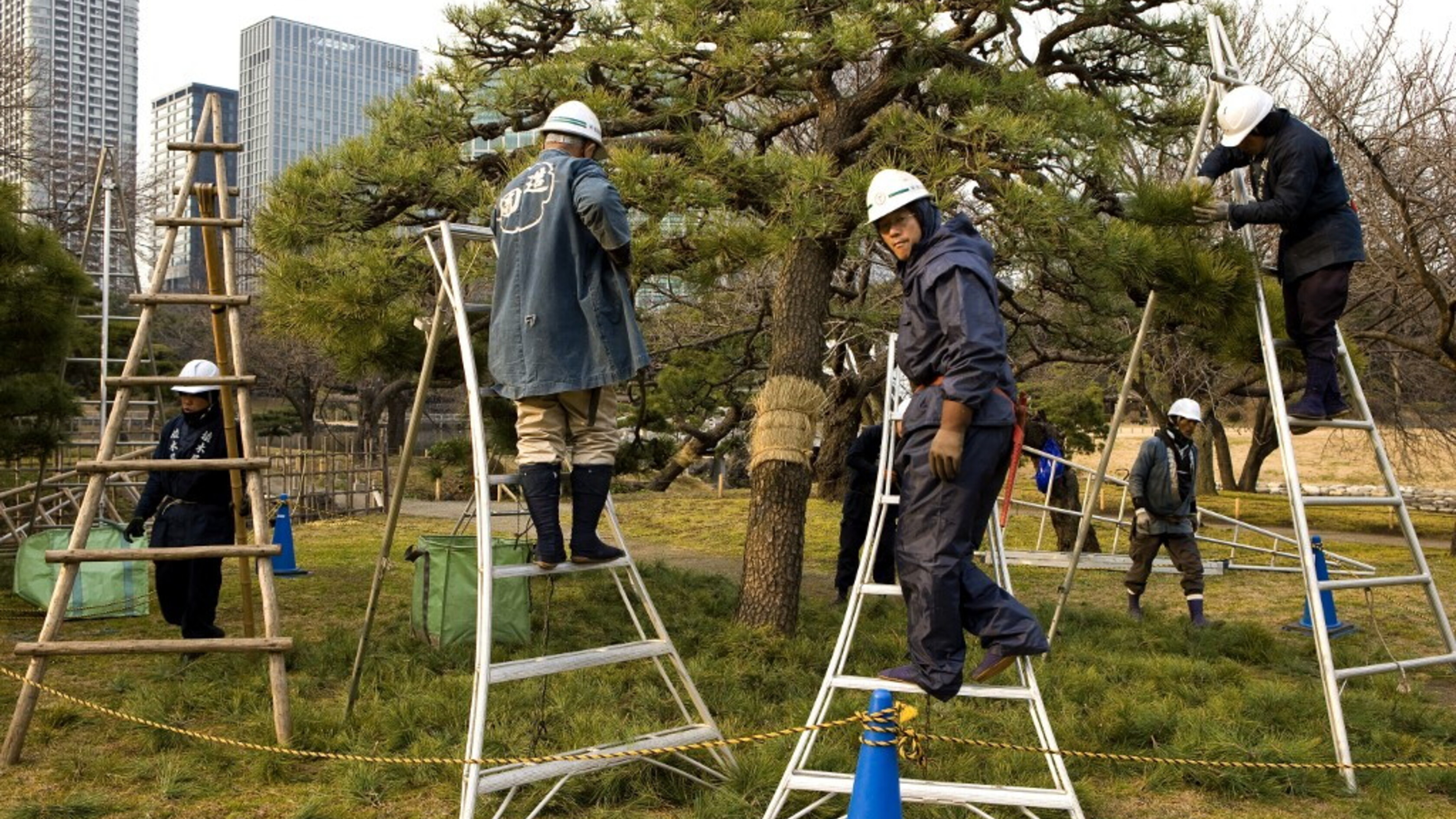 Tokyo soffoca dal caldo ma taglia gli alberi: persa un'area verde pari a tre volte Central Park