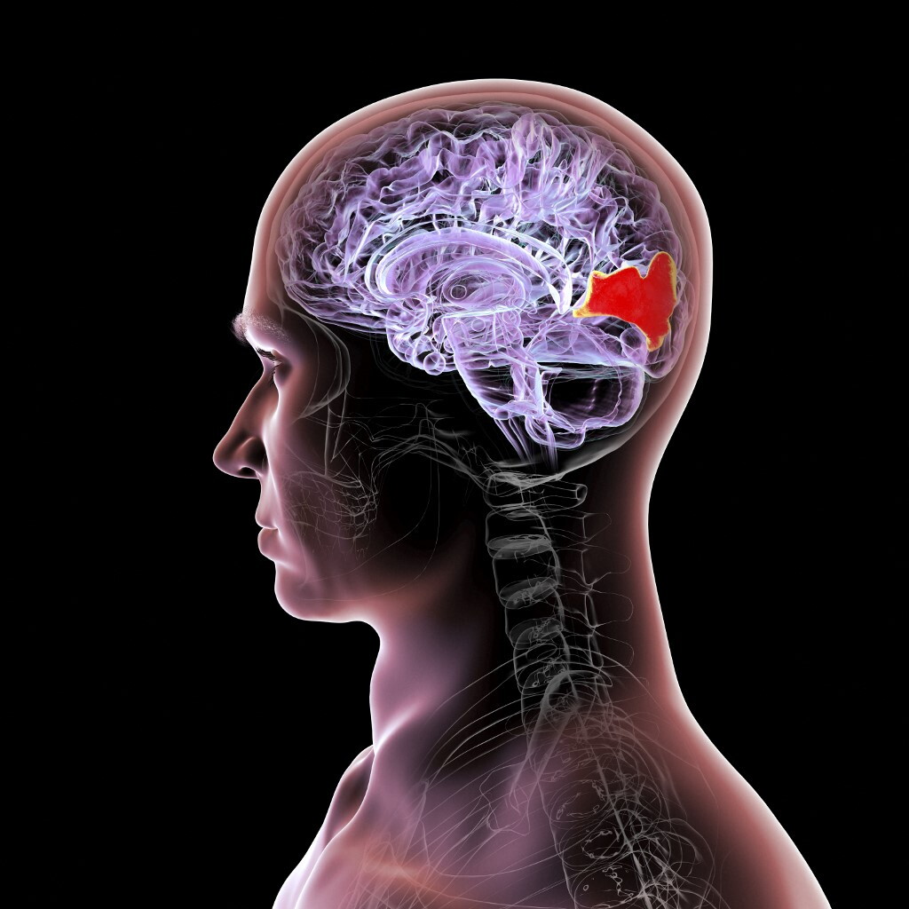 Che cos'è l'optogenetica, la tecnica che comanda i neuroni con la luce