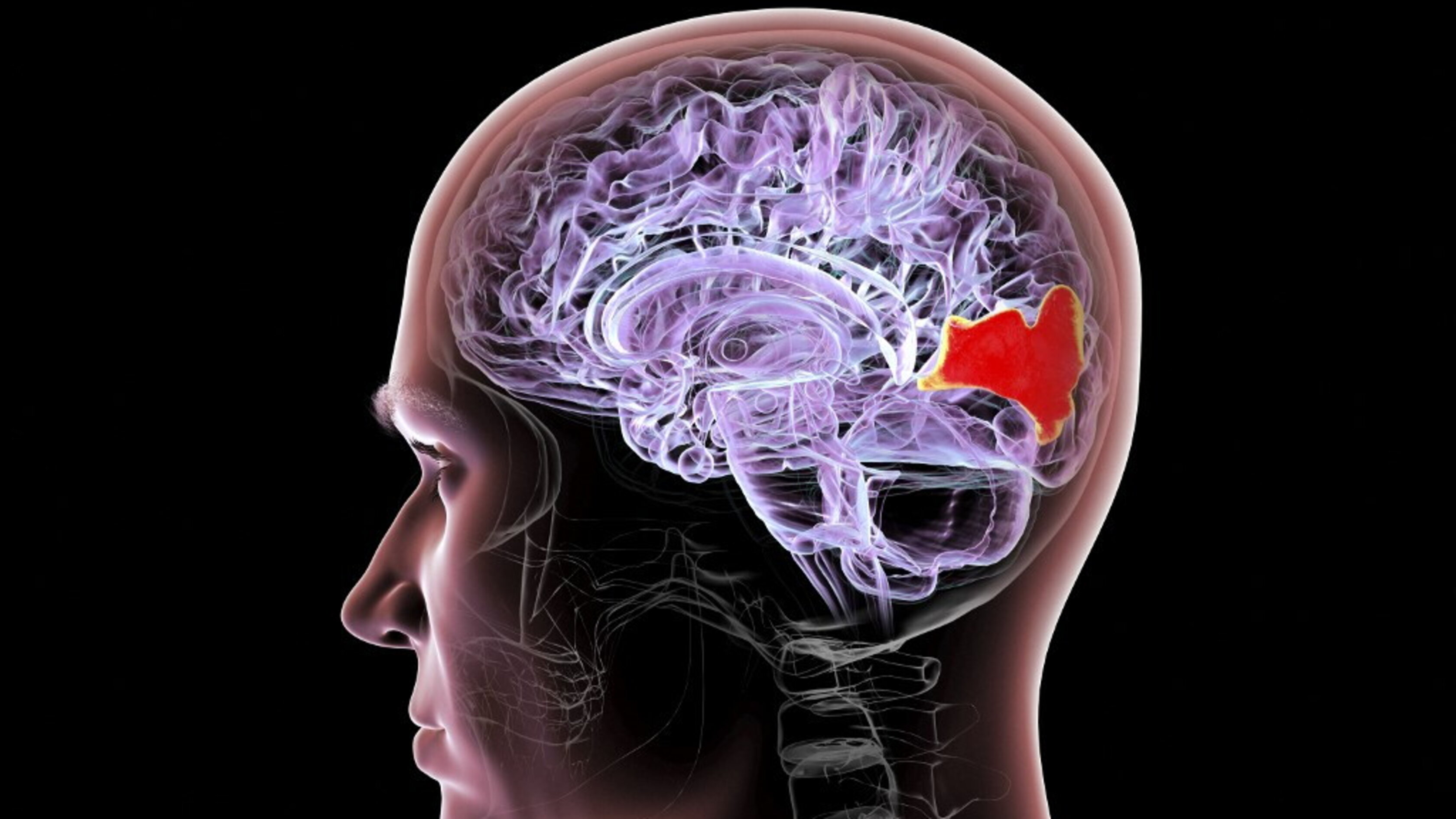 Nobel Medicina 2026 all'optogenetica: la tecnica che controlla i neuroni con la luce