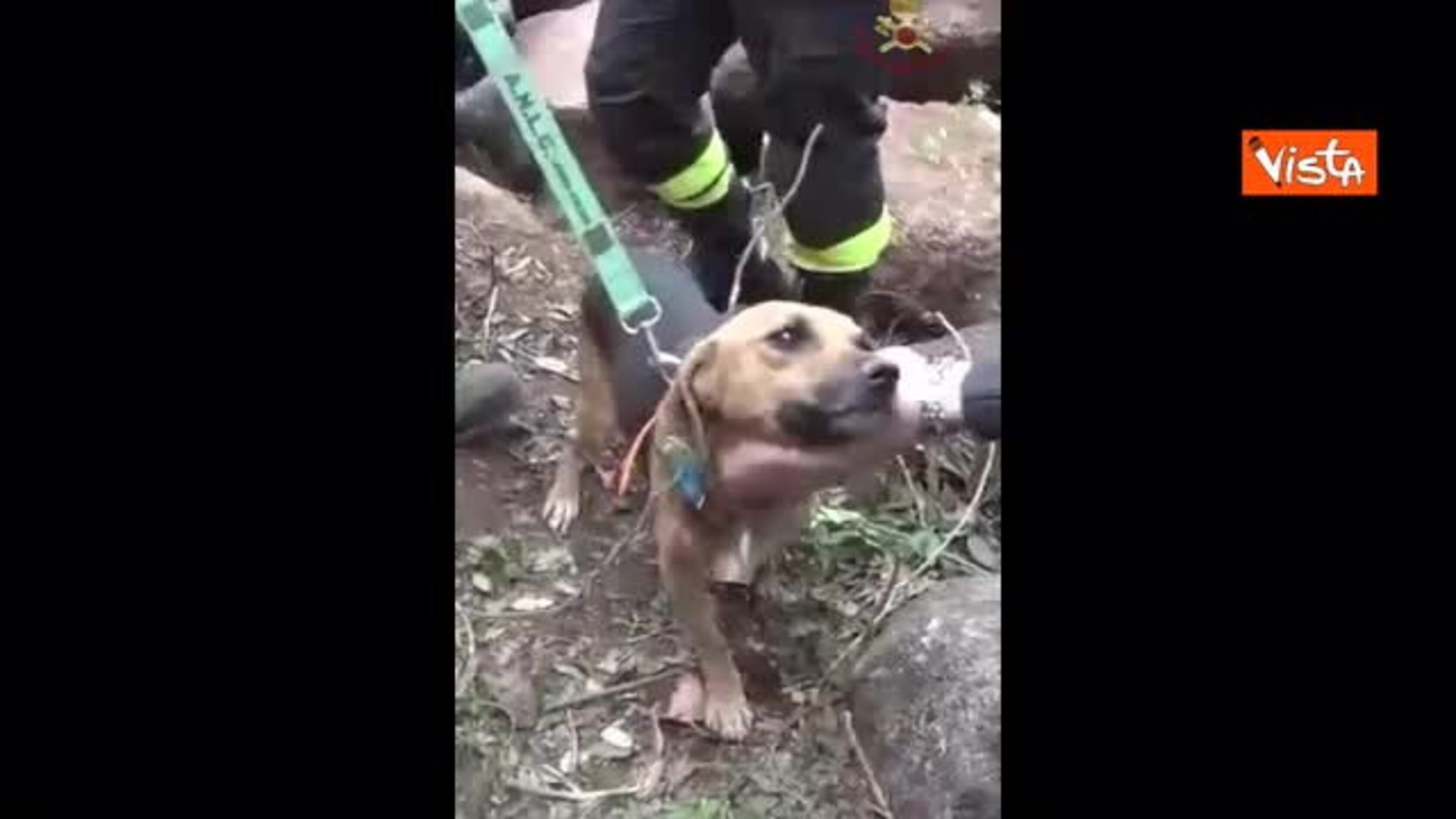 Vigili del Fuoco celebrano San Francesco con un video sui social in cui soccorrono animali