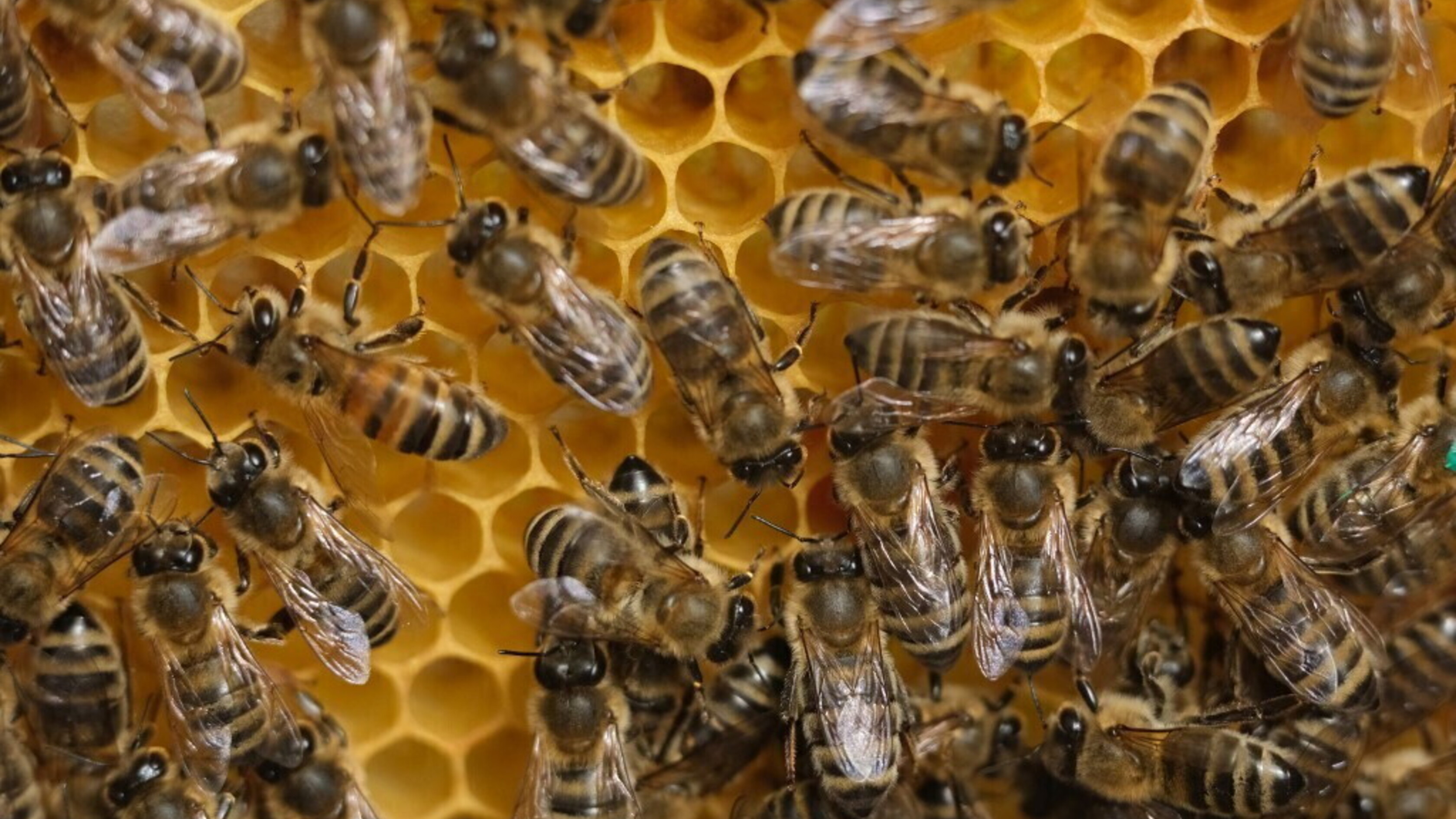 L'aria inquinata rende più difficile per api e falene trovare i fiori
