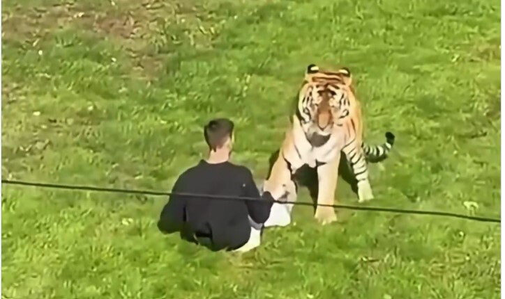 Uomo sbranato da una tigre in uno zoo inglese. Il video sui social