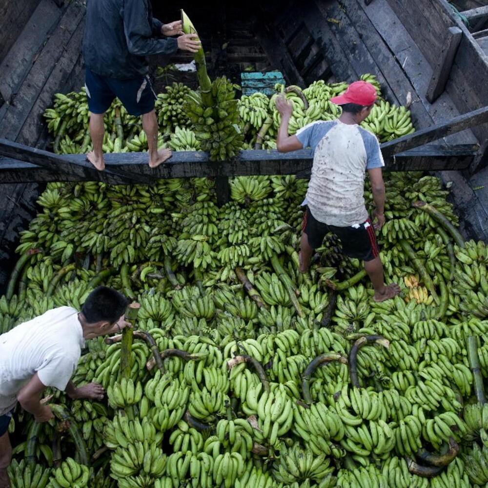 Anteprima: La guerra in Iran mette in crisi anche le banane