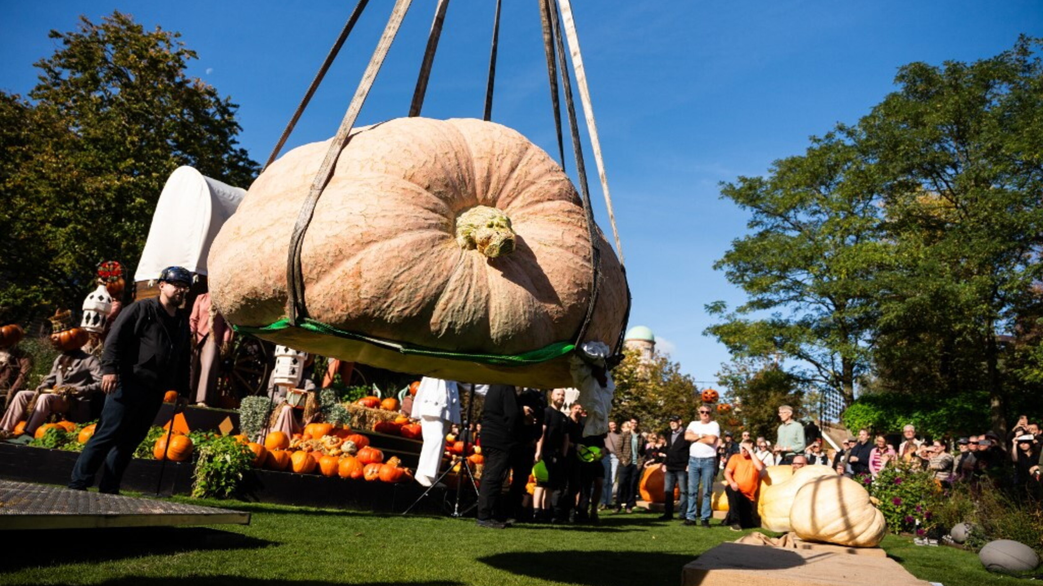 La zucca da una tonnellata e mezzo che punta al record mondiale