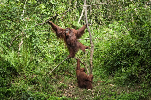 Corsa contro il tempo per salvare gli oranghi indonesiani