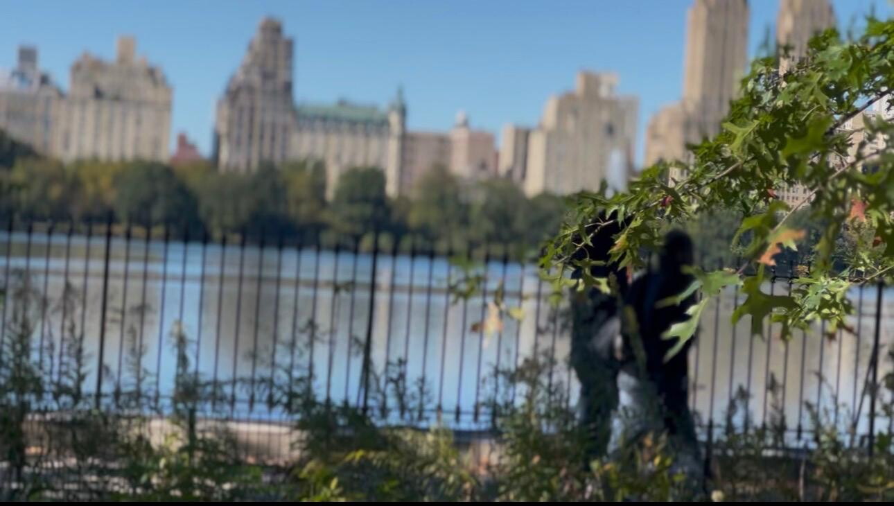 Autunno a New York, lo spettacolo del foliage a Central Park