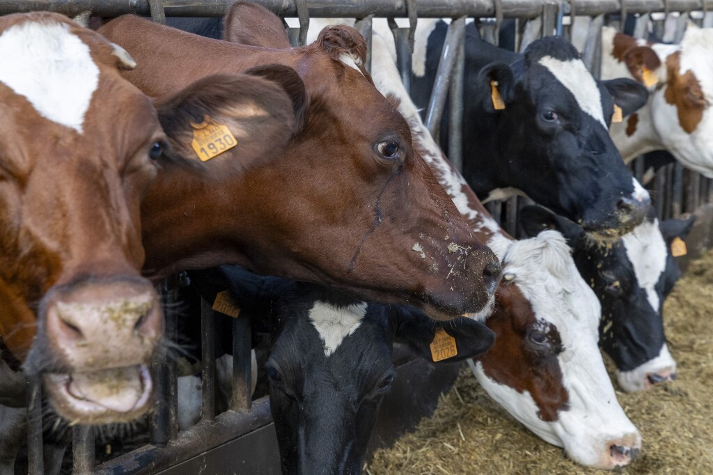 Virus Shamonda, primo caso umano al mondo: morto un paziente in Francia