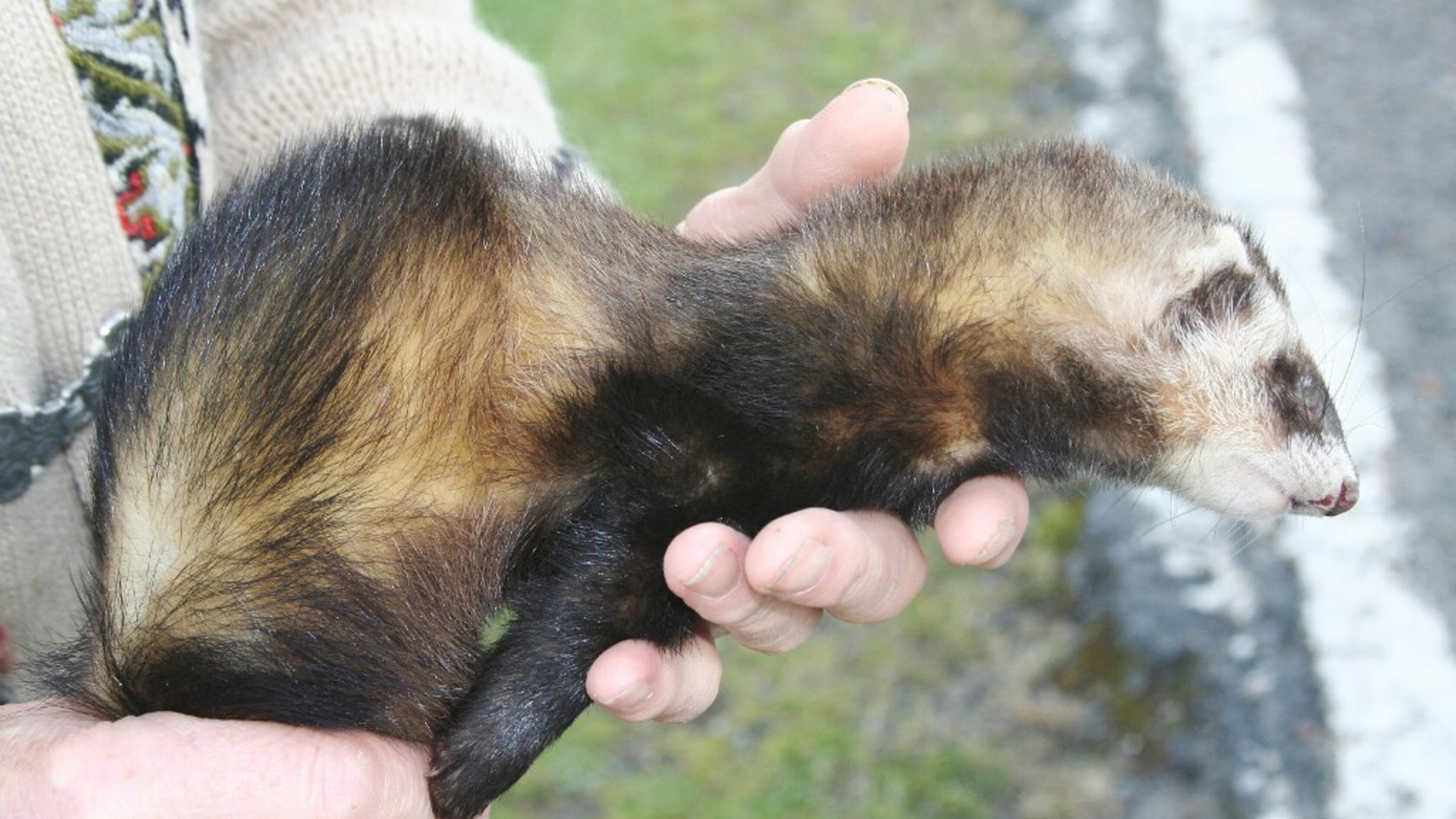 L'uomo che in Australia nascondeva 700 animali congelati e imbalsamati in casa