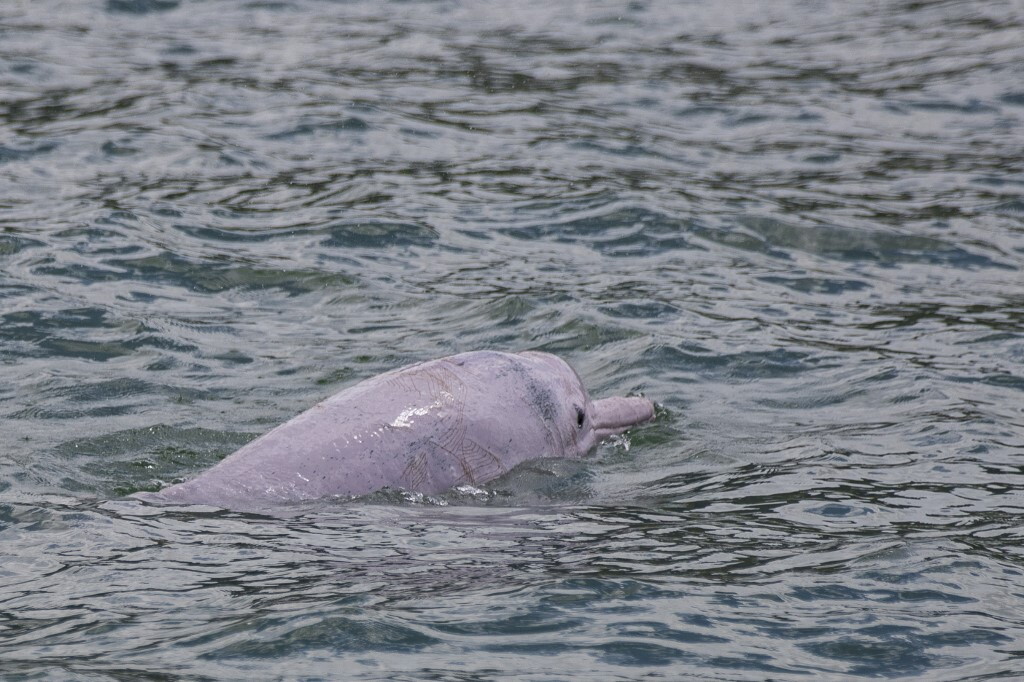 Perché i delfini rosa hanno quel colore