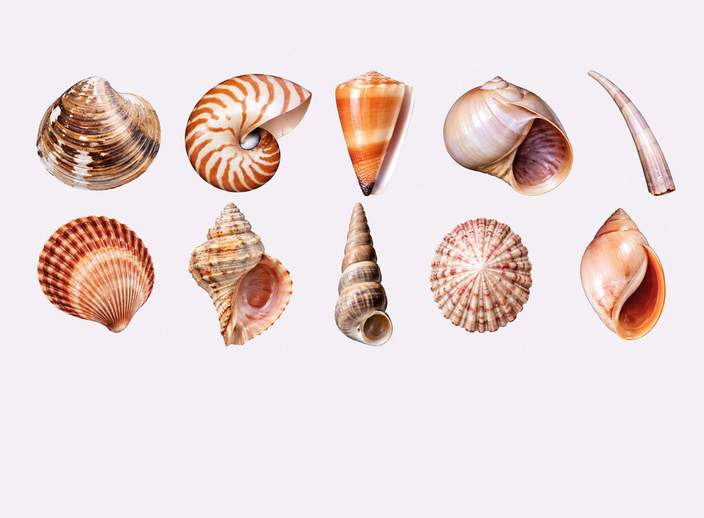Scoperta la legge matematica che spiega la forma delle conchiglie dei molluschi