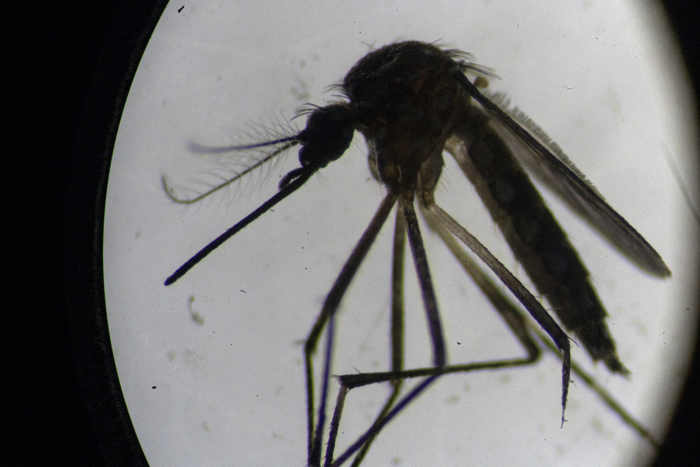 Allarme West Nile, l'Italia è prima per diffusione: quanto dobbiamo preoccuparci?