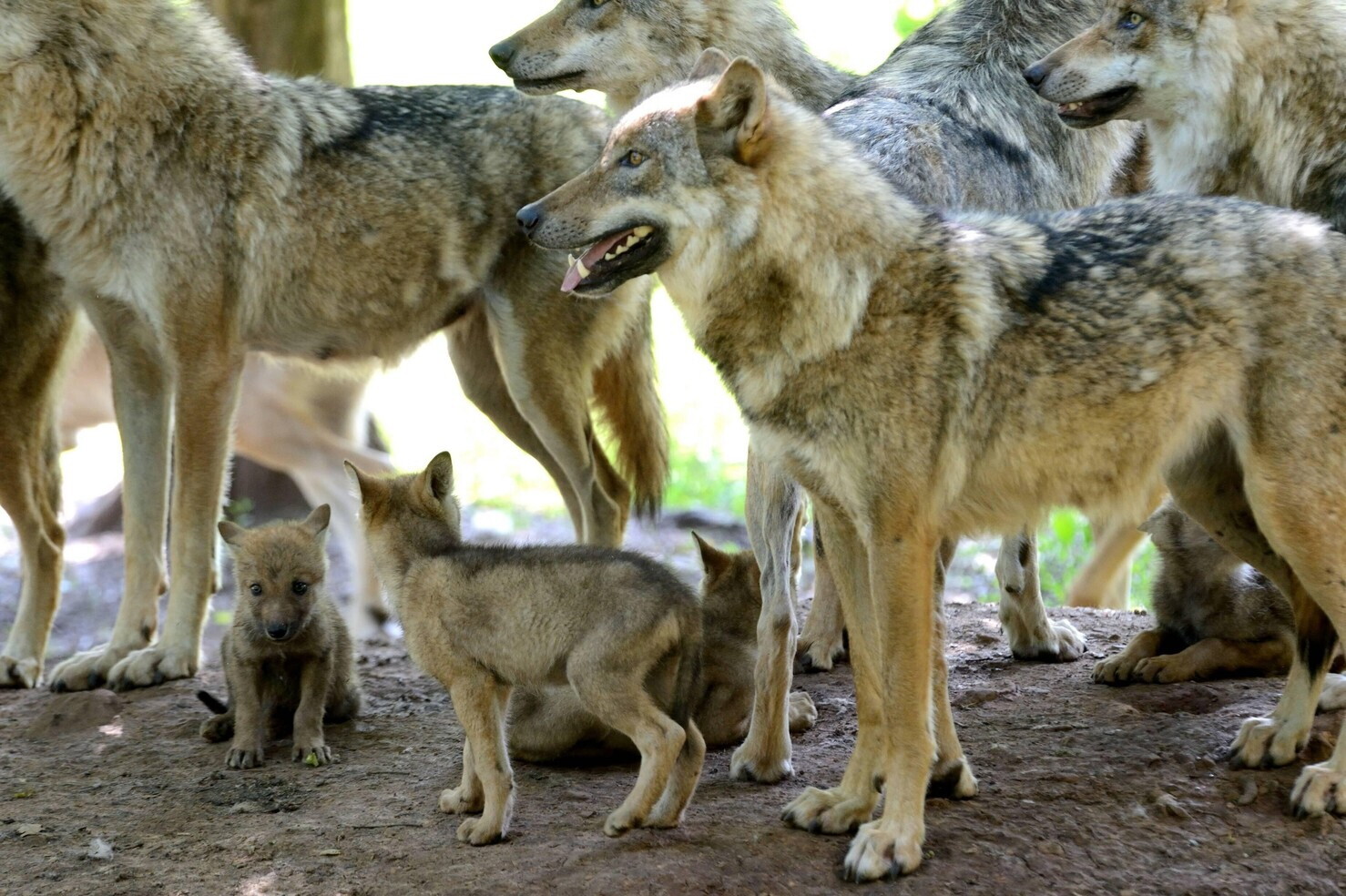 Già 30 decessi tra gennaio e febbraio. Perchè muoiono così tanti lupi in Italia?